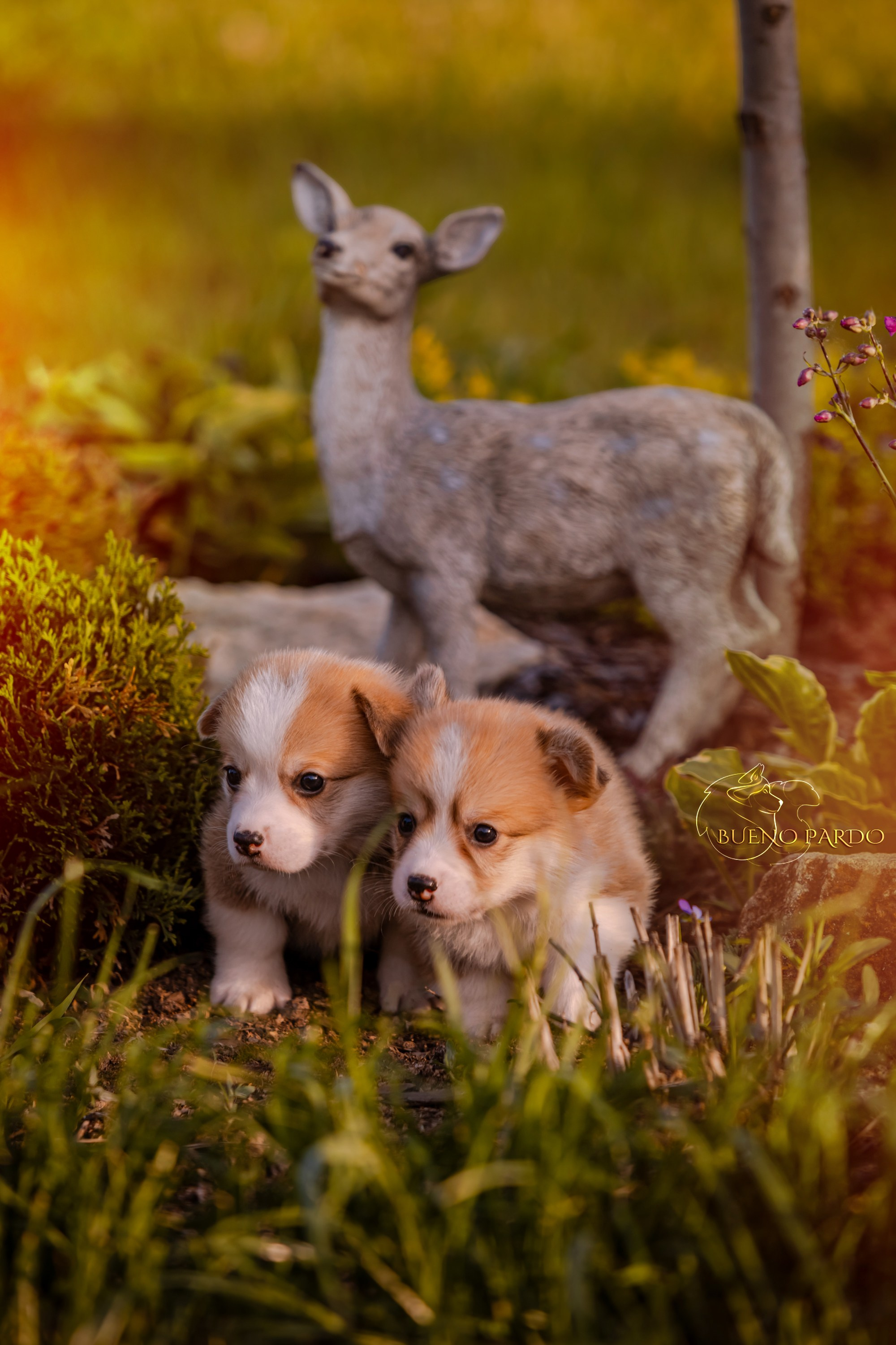 Щенки вельш корги пемброк из питомника. Питомник собак Акита, Хаски, Корги
