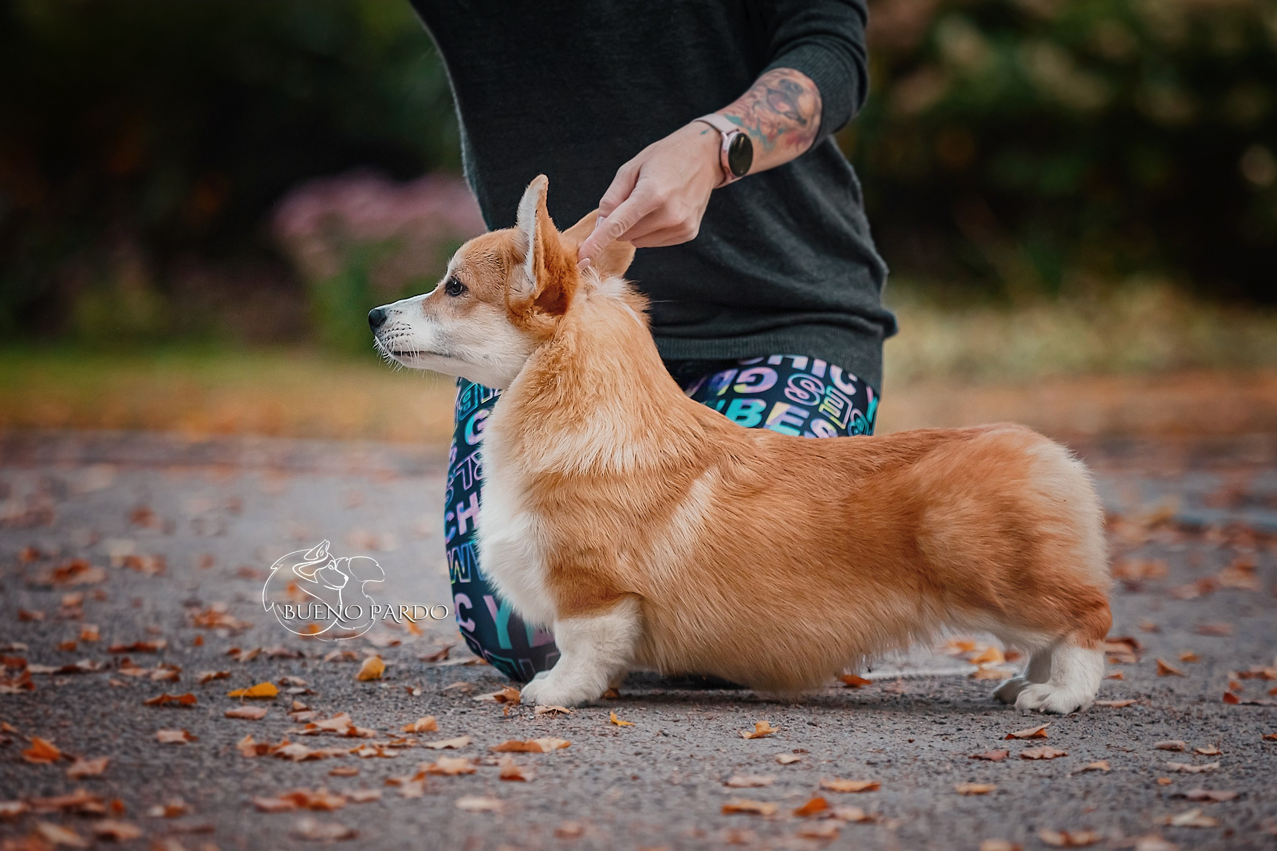 Щенки вельш корги пемброк из питомника. Питомник собак Акита, Хаски, Корги