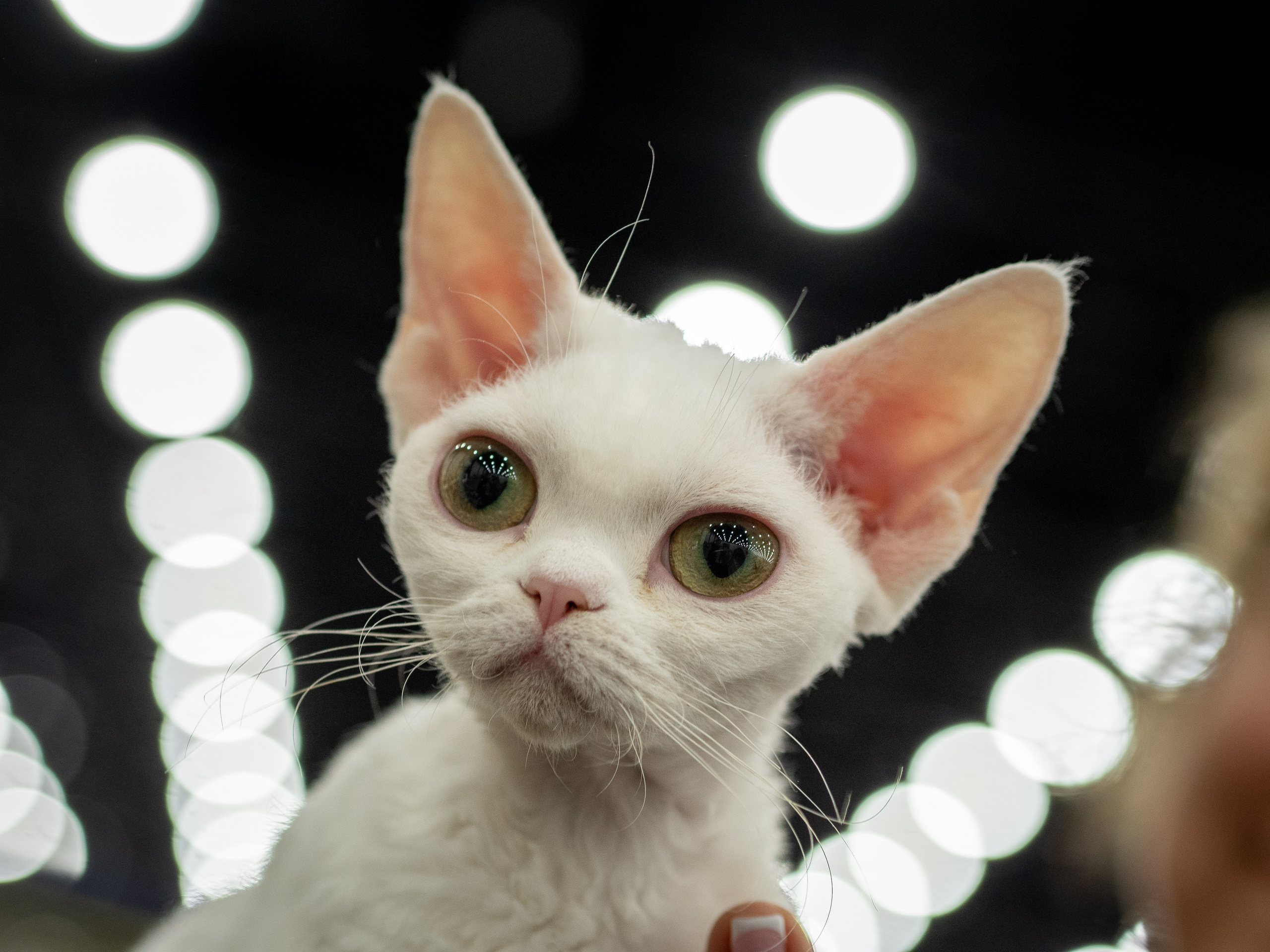 Анималистика. Сайт портфолио двух профессиональных фотографов