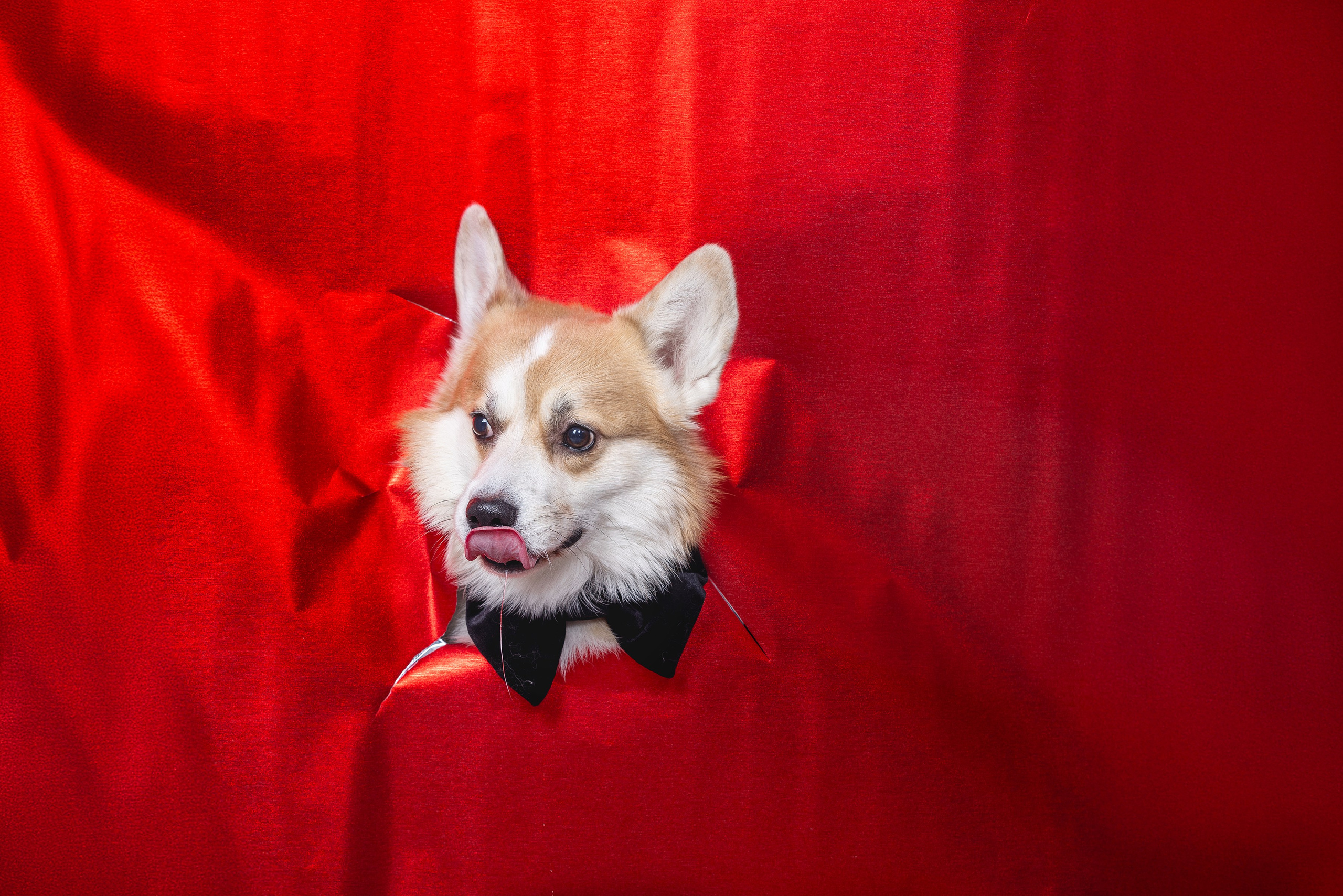 Собаки и не только. Фотограф Алена Звездина