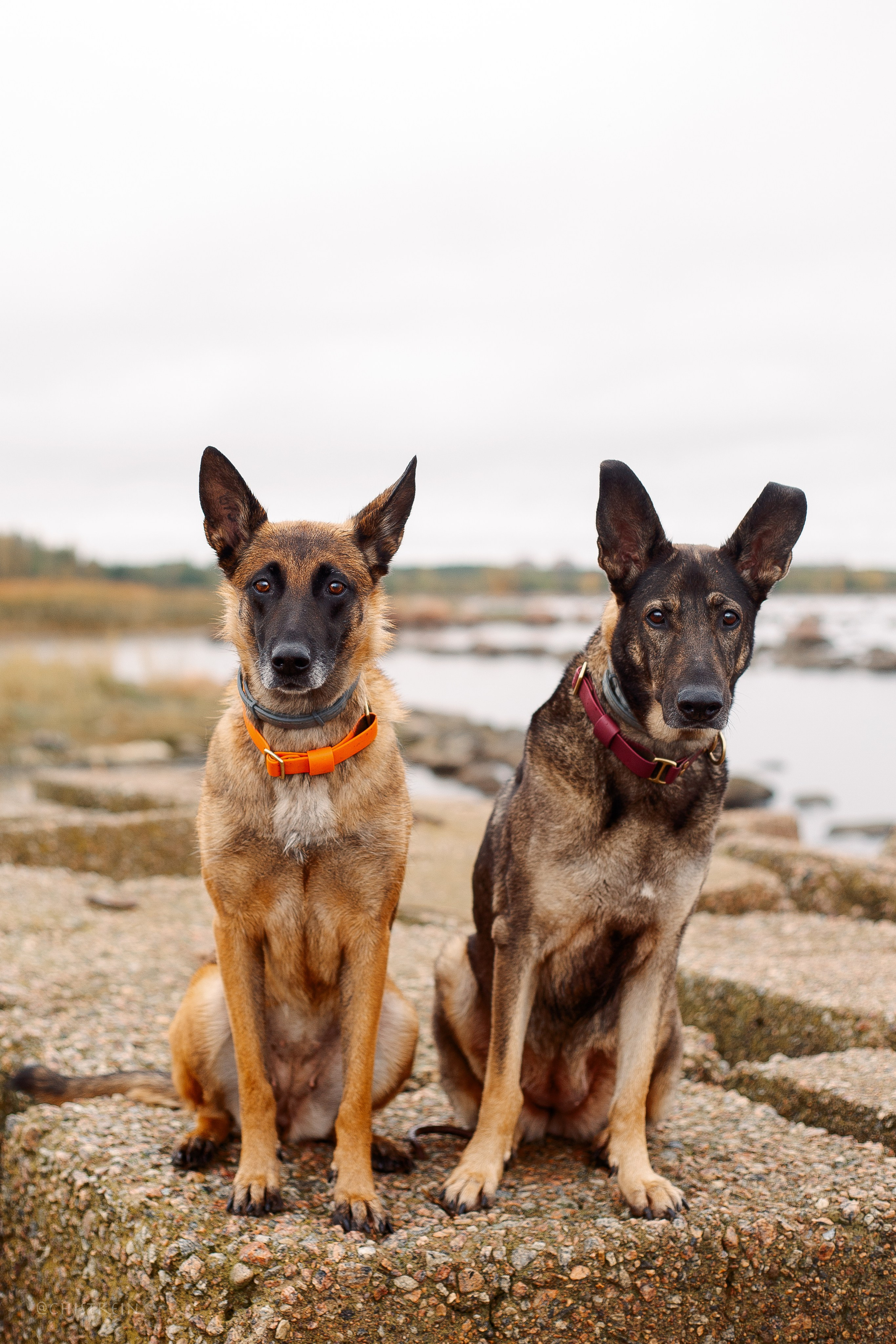 Дальний пирс. Фотограф-анималист Наталия Чистюхина в г. Сосновый Бор и ЛО