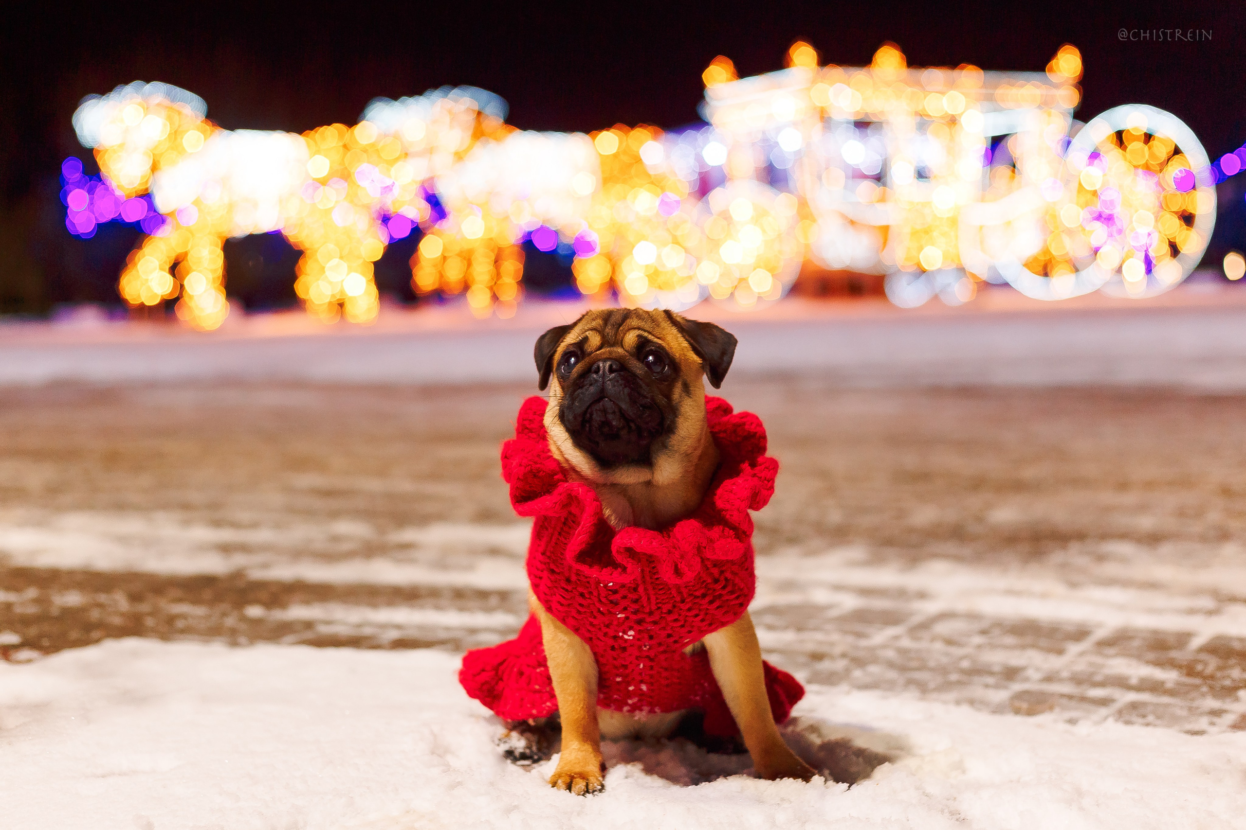 Новогоднее настроение. Роза. Фотограф-анималист Наталия Чистюхина в г. Сосновый Бор и ЛО