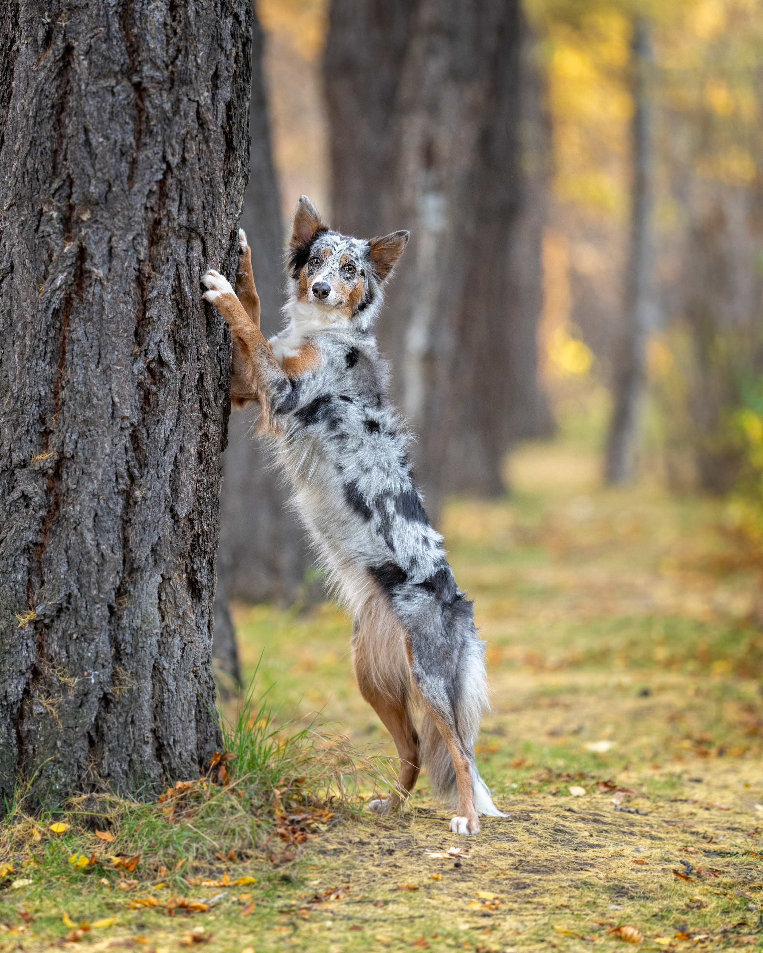 Бордер колли Флора. Главная