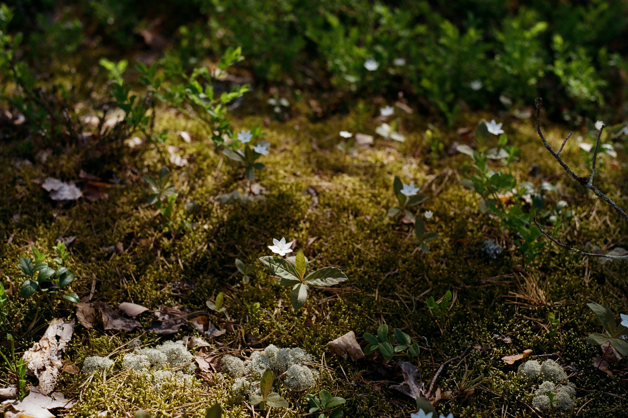 Film photos. Creative travel photographer — Berg Daria