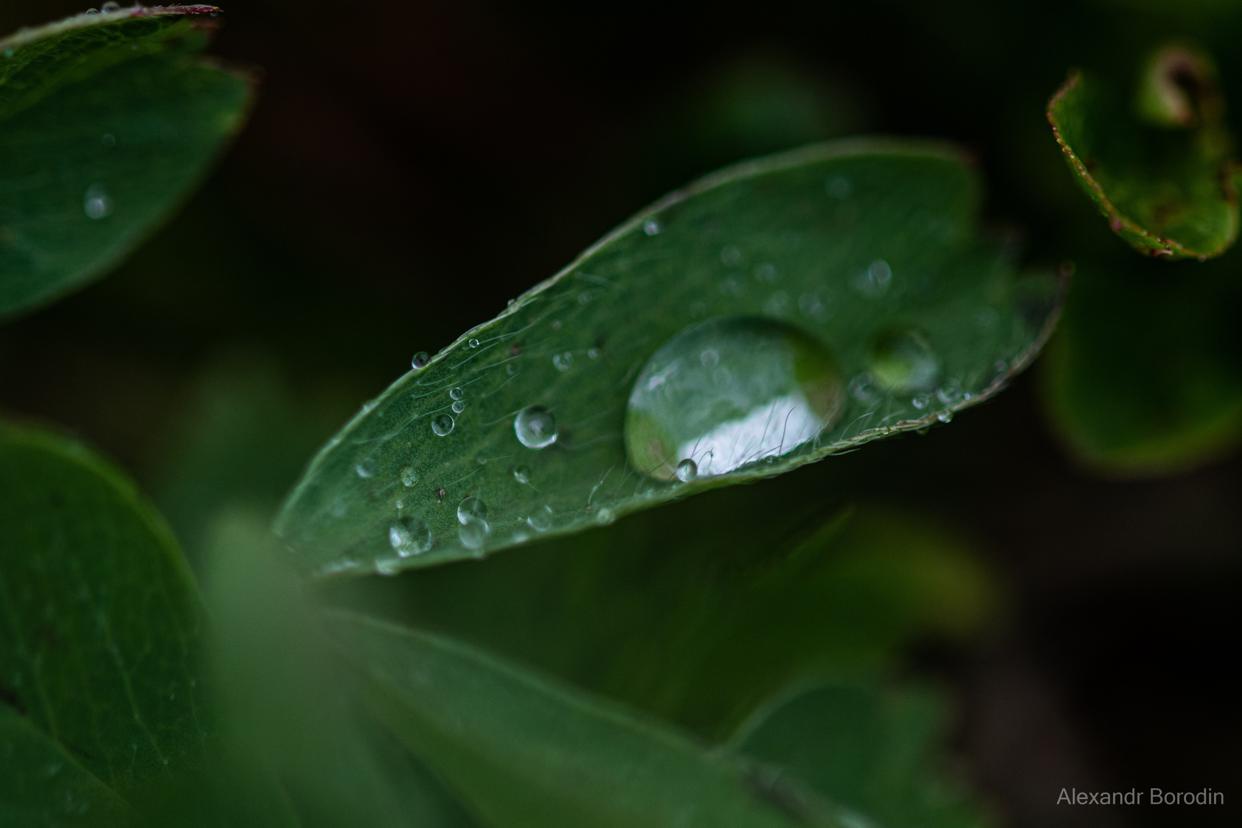 Макро. Профессиональный фотограф Александр Бородин