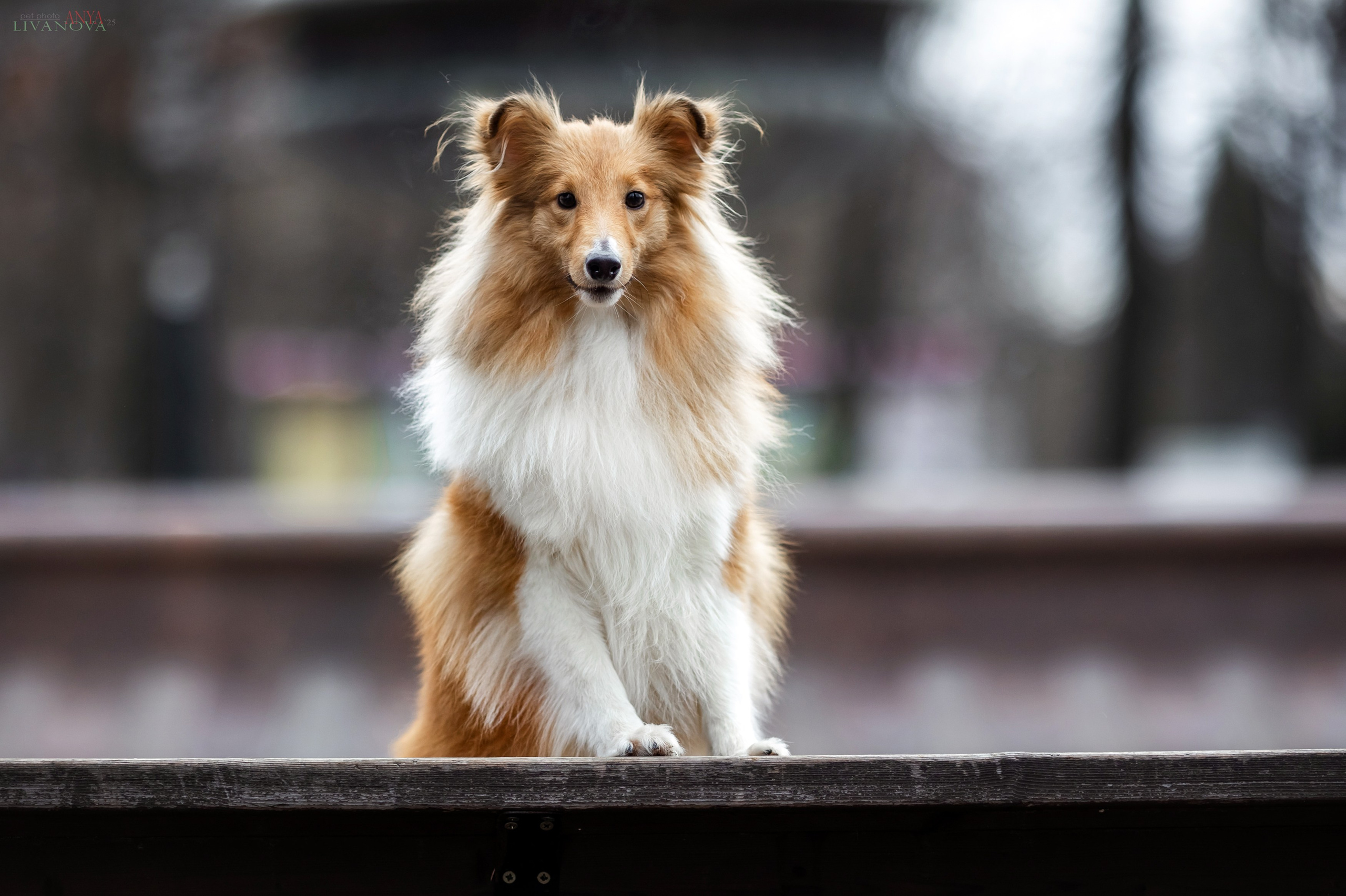 Ника. Фотограф анималист Аня Ливанова | Рыбинск