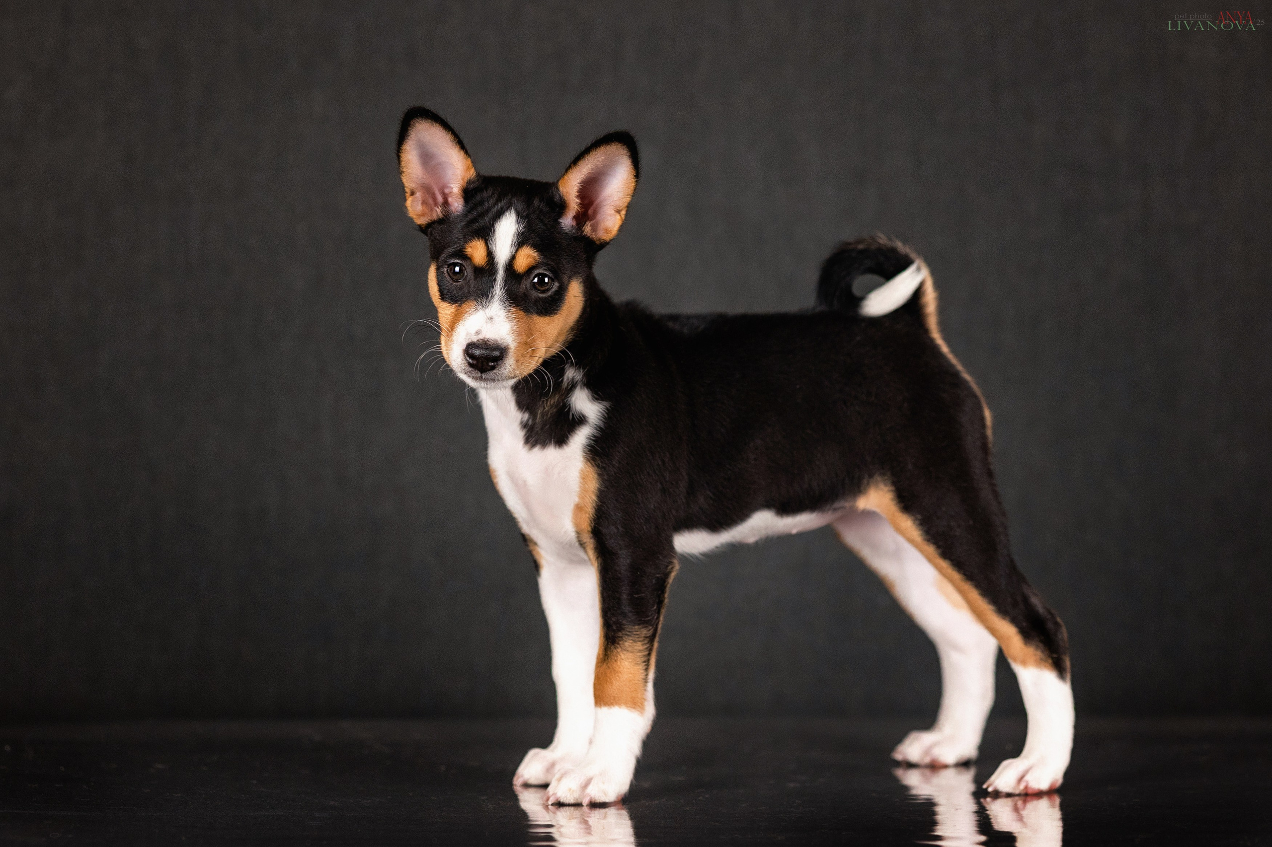 Басенджи. Фотограф анималист Аня Ливанова | Рыбинск