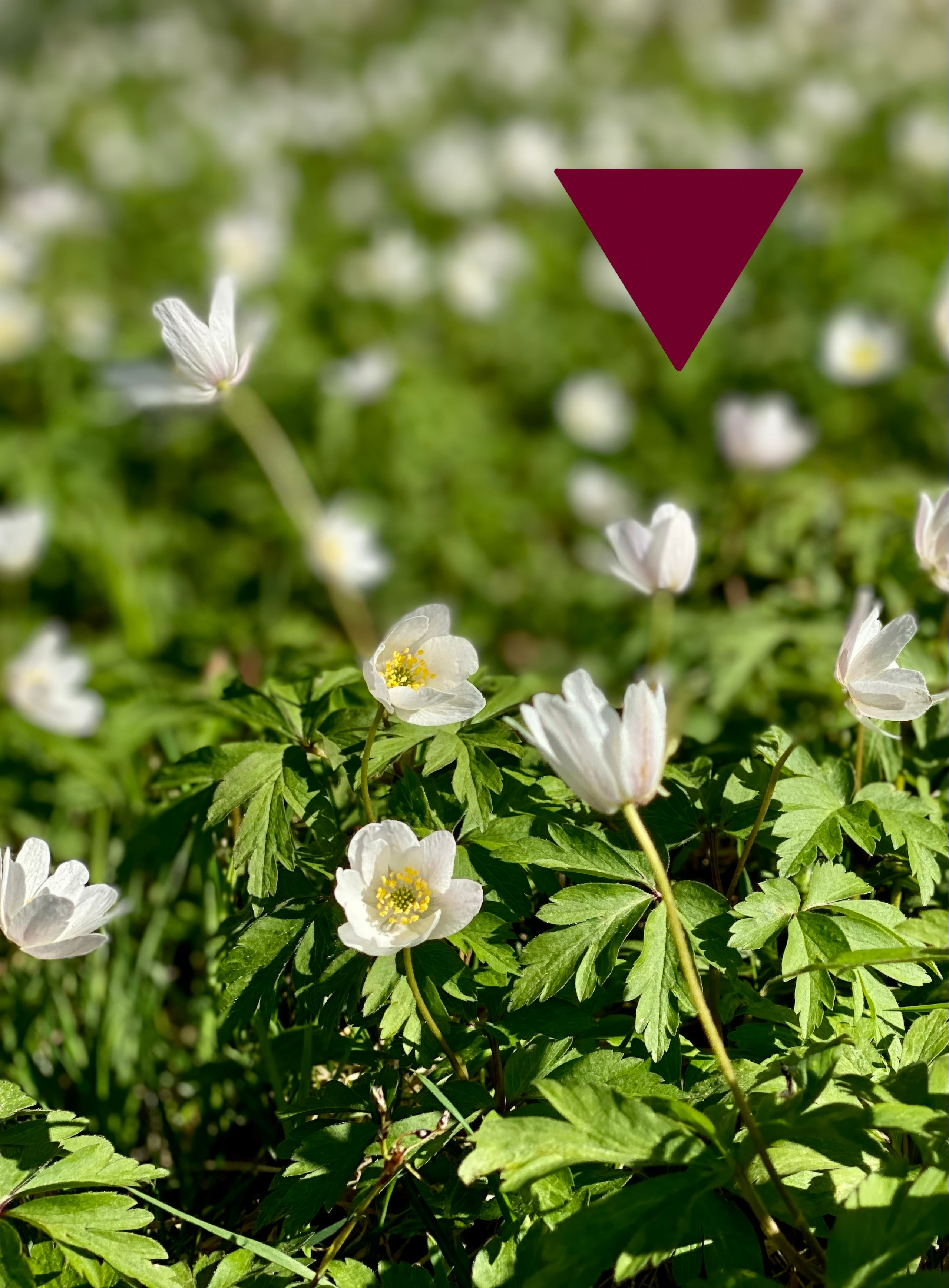 Испорченные фотографии — авторская серия Ма. Ма