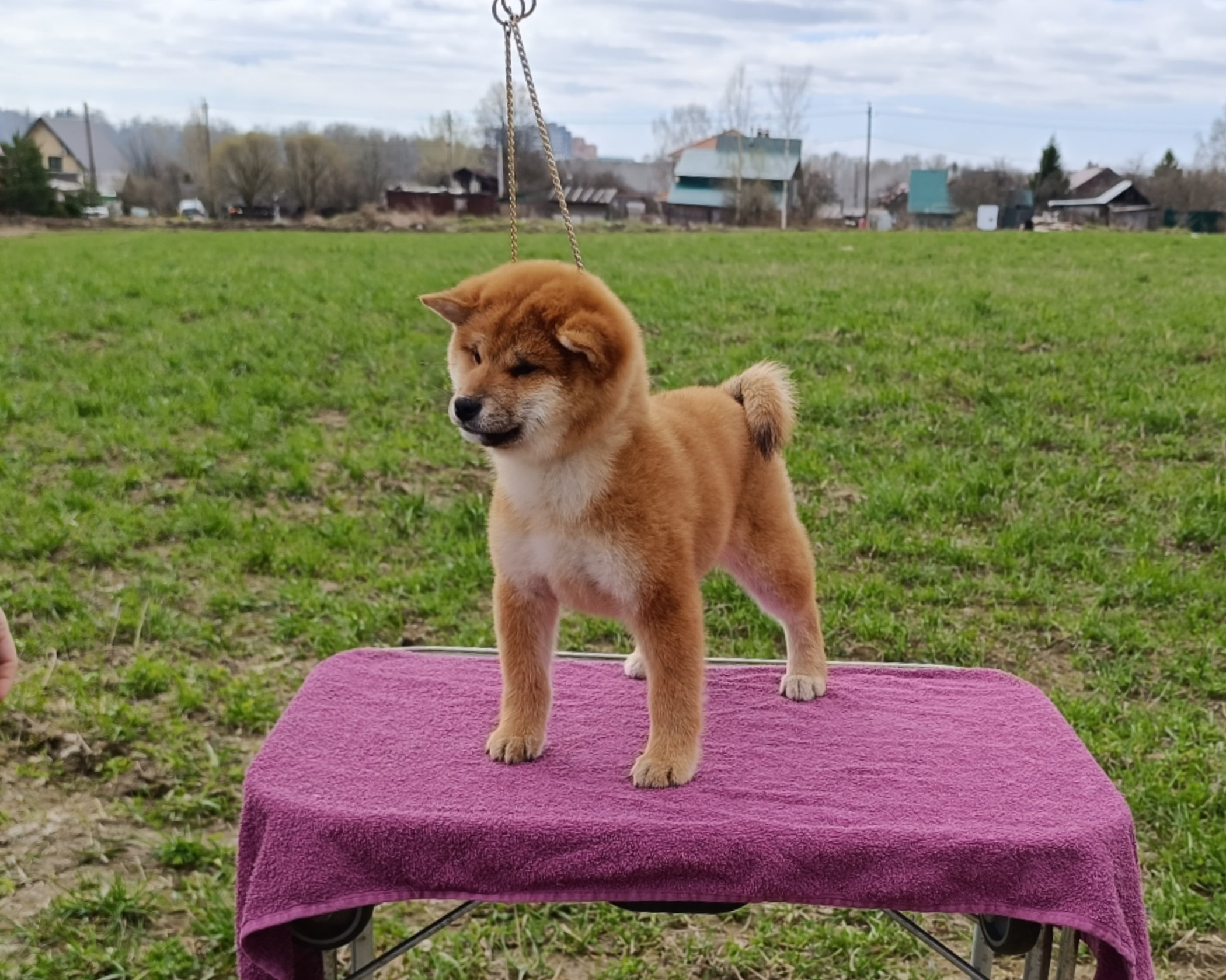 Сиба Rubylight Ellis питомник Рубилайт 