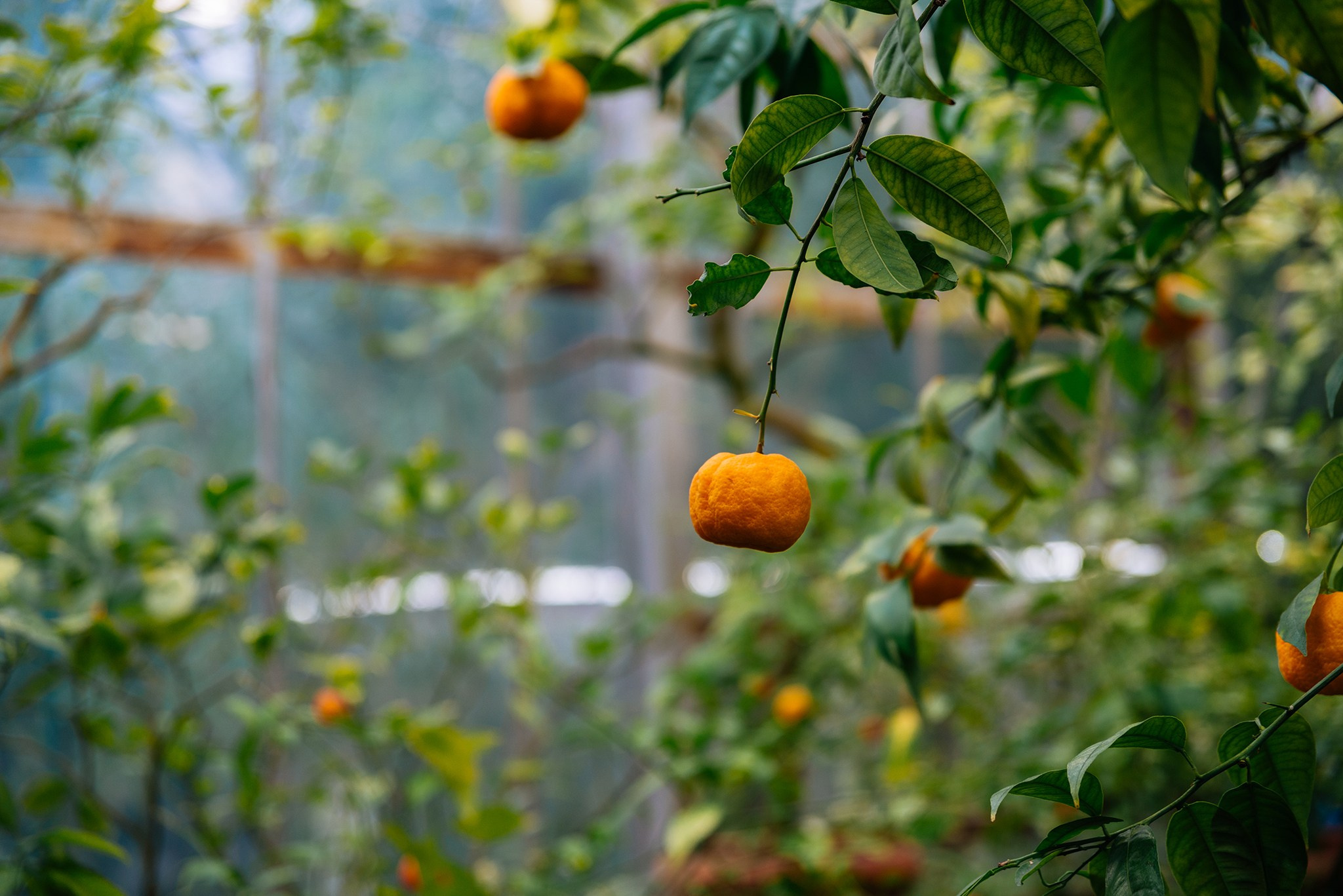 Ботанический сад. Субтропический маршрут. Март 26. Репортажный фотограф в Санкт-Петербурге Анастасия Клёпова