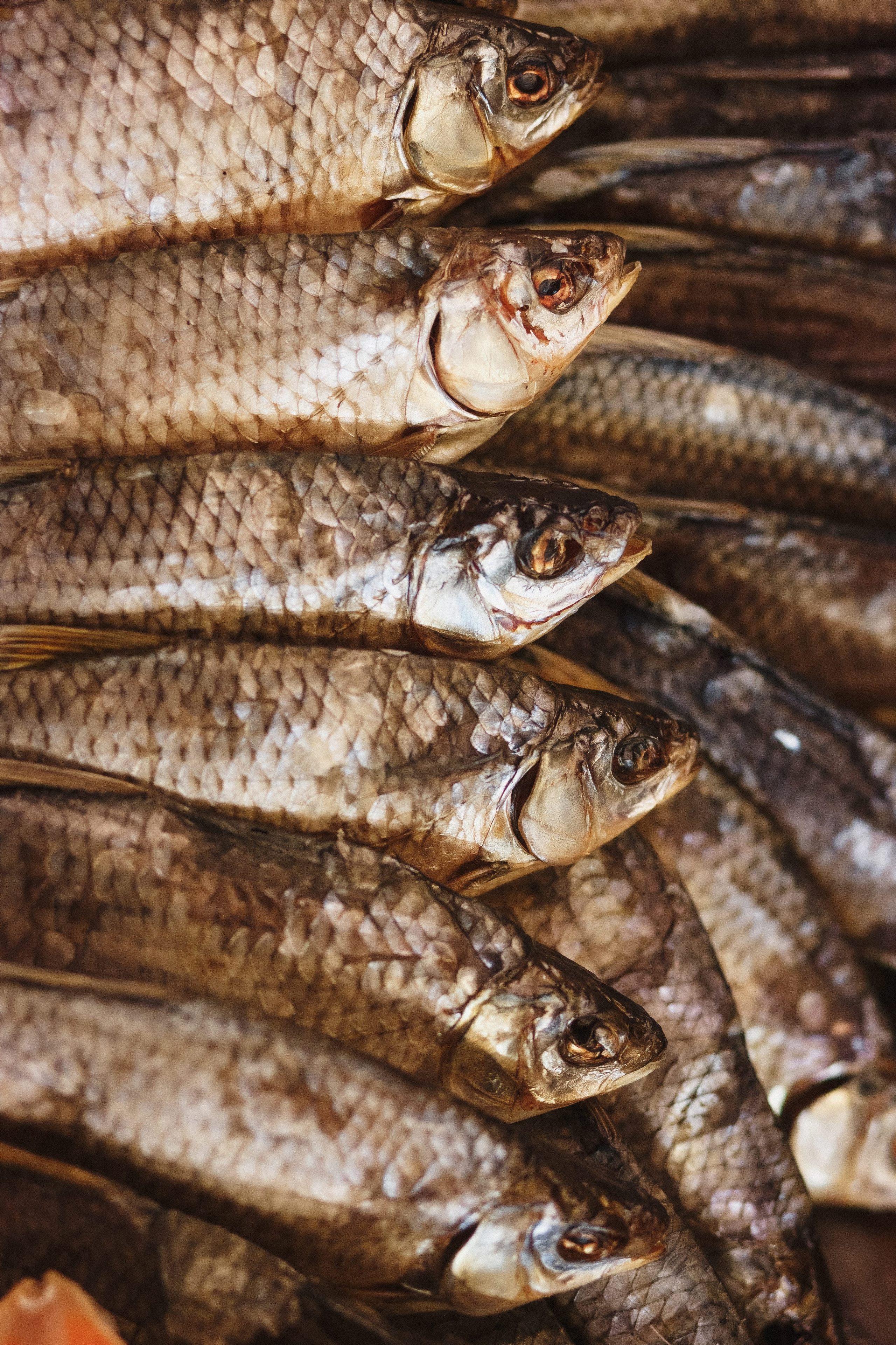 Открытие Сети Магазинов морепродуктов 'Дикая Устрица' в Таганроге. Свадебный и семейный фотограф в Таганроге Бакарюк Антон