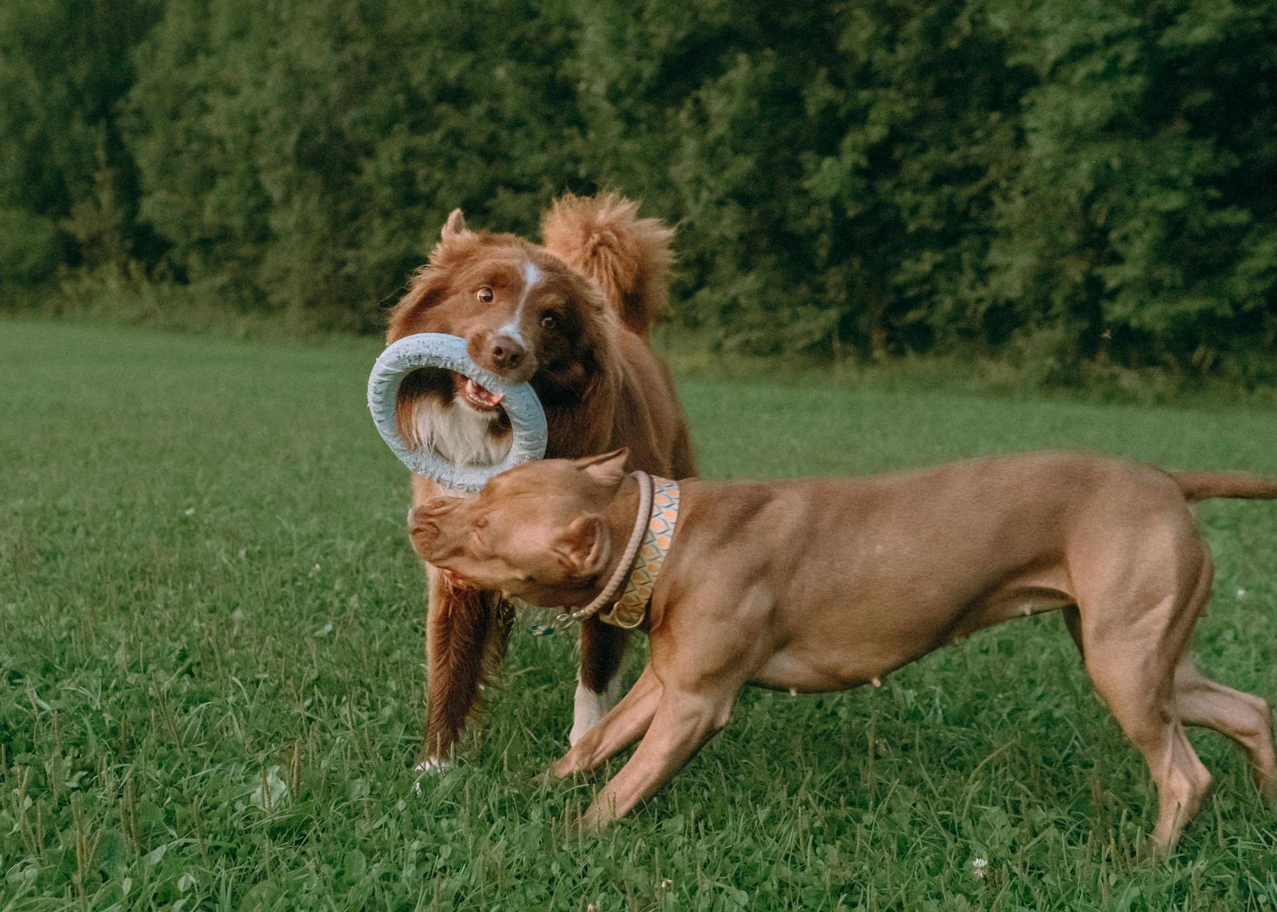 Виолетта, Лила и Питер. Фотограф-анималист Ксения Воробьева, Москва