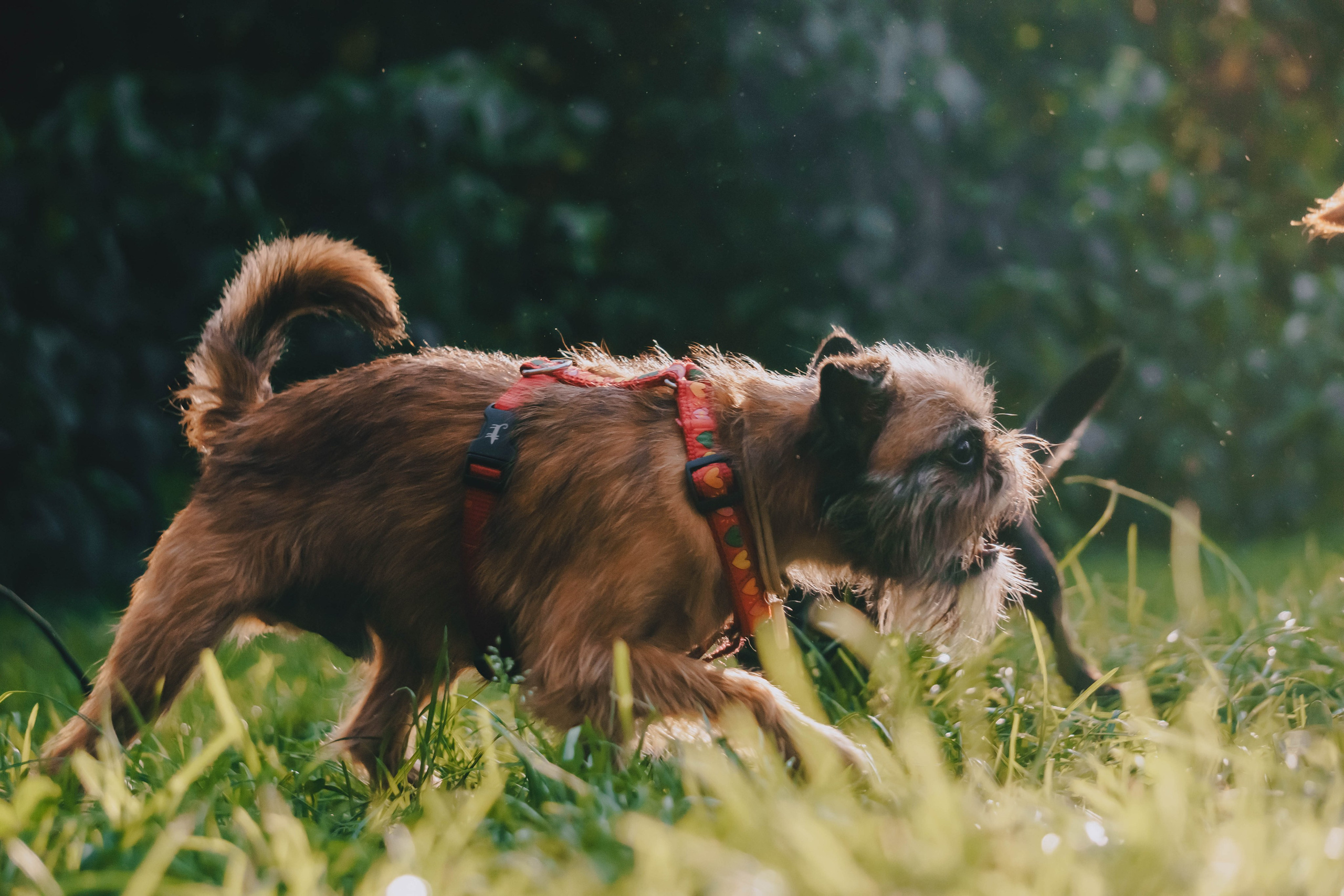 Мини-туса гриффоны и брабансоны. Фотограф-анималист Ксения Воробьева, Москва