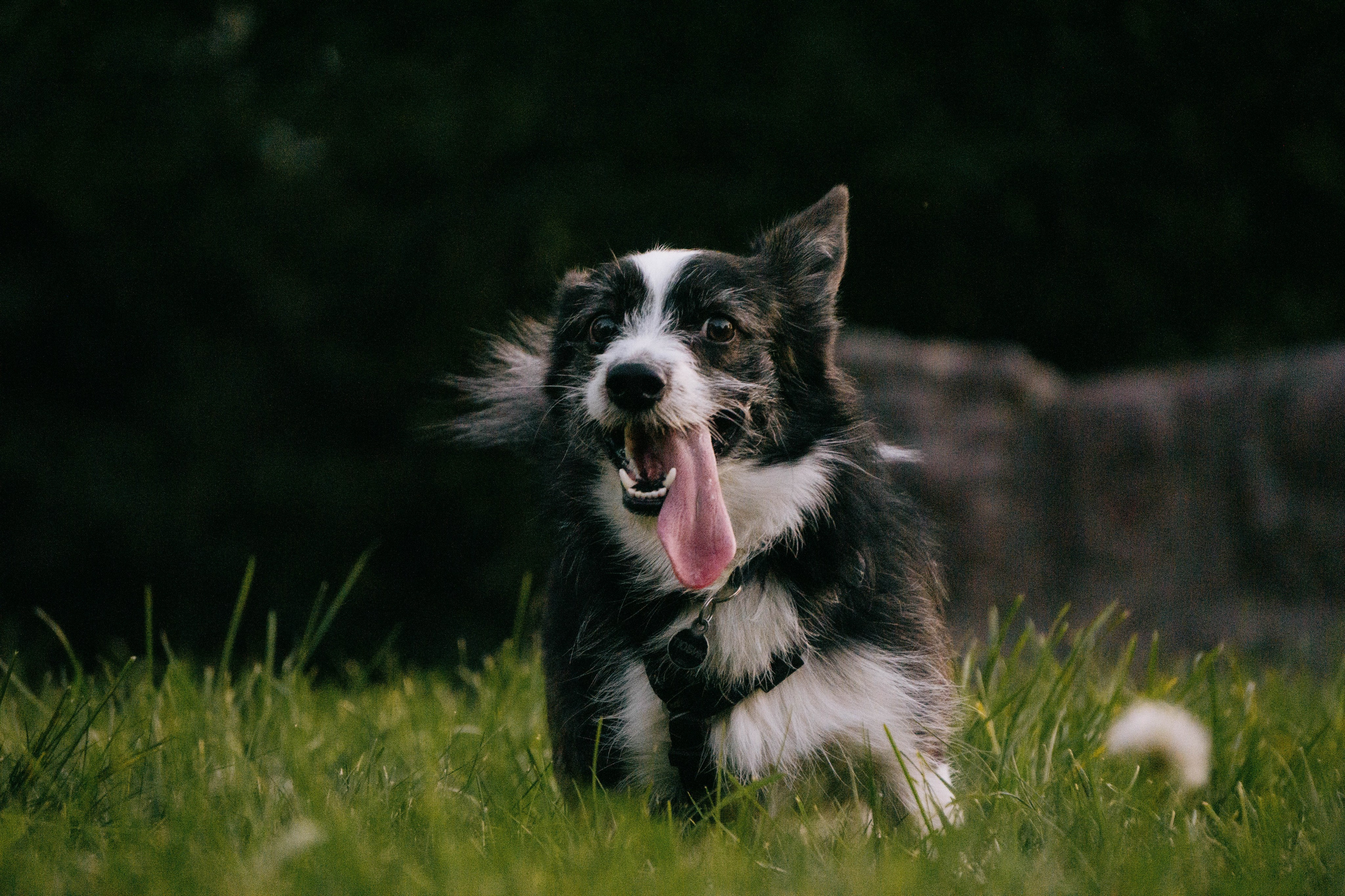 Даша и Тюбик. Фотограф-анималист Ксения Воробьева, Москва