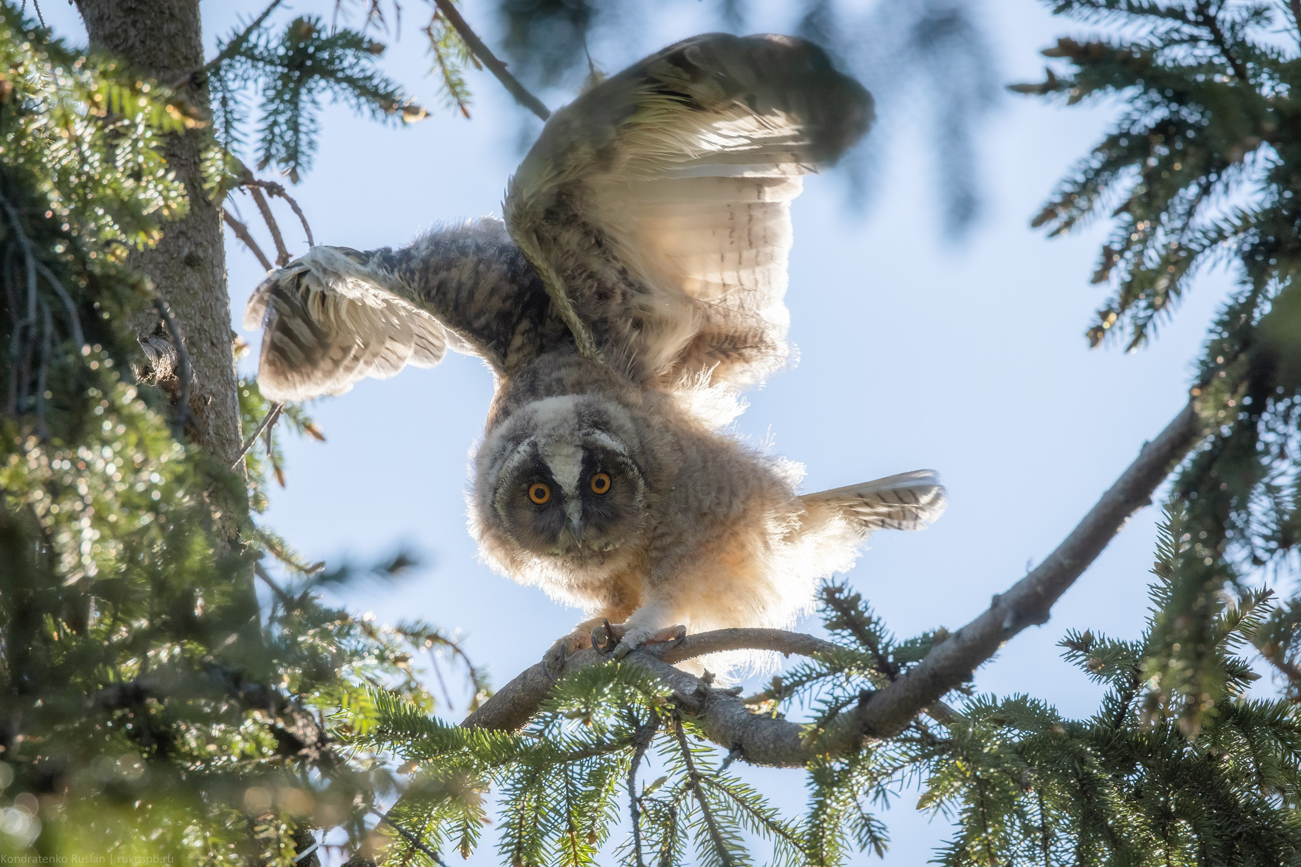 Ушастая сова. Архитектурный и пейзажный фотограф Кондратенко Руслан, Санкт-Петербург