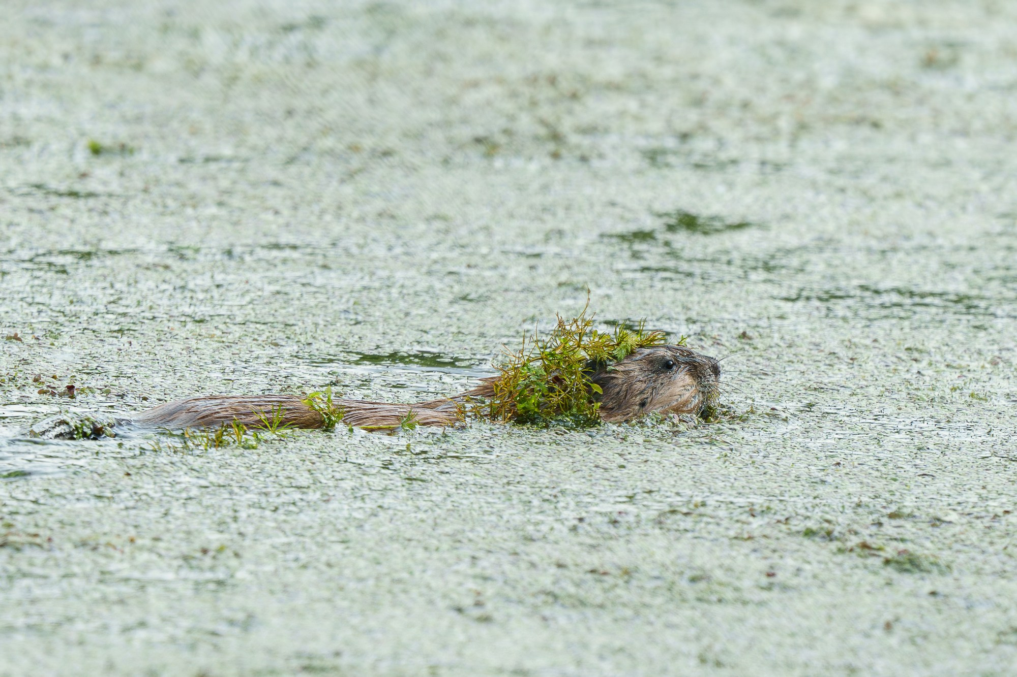 Животные. Ваш личный фотограф Марина Волкова