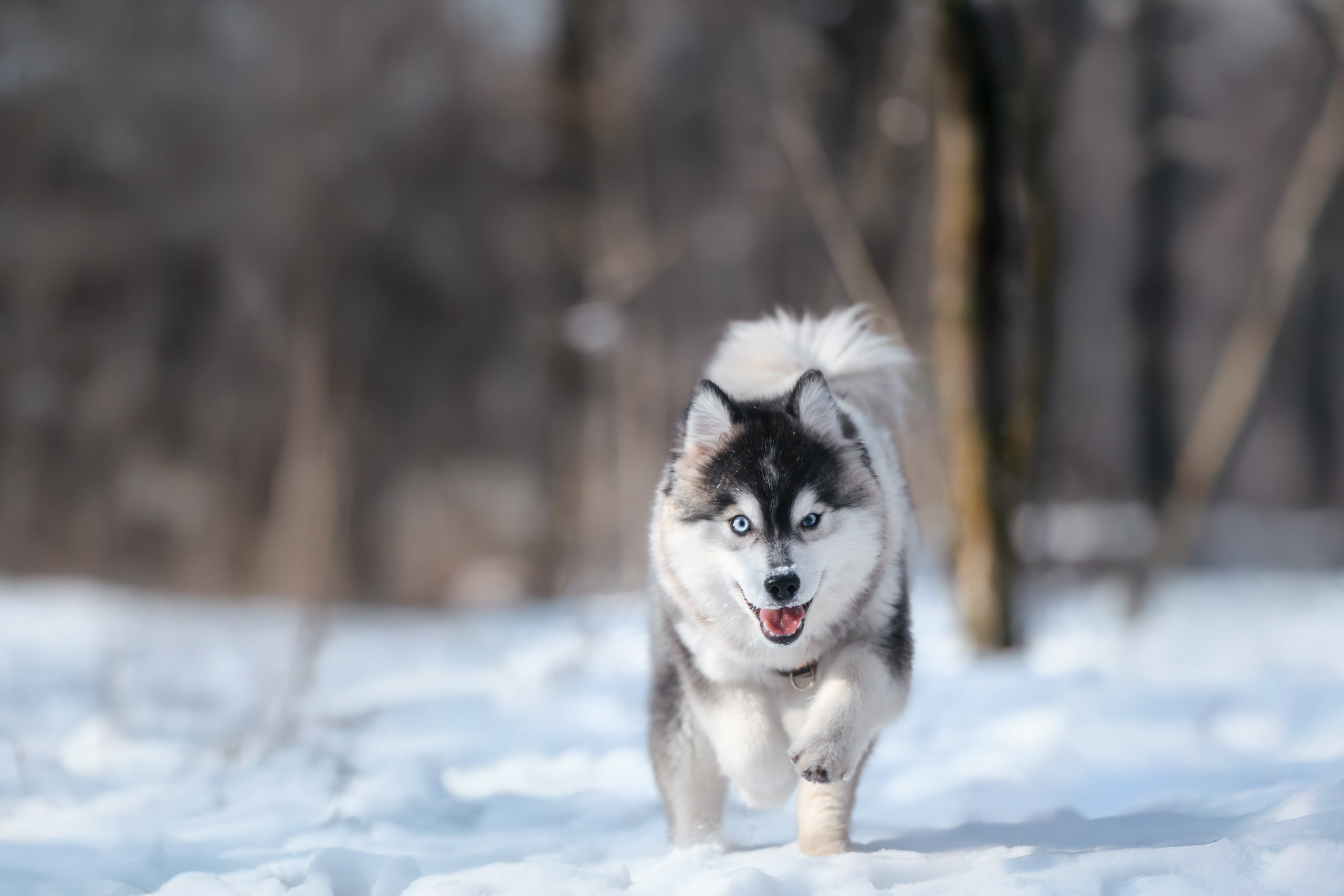 Виктория и 4 помски. Фотограф Анималист в Москве Анастасия Жучкова