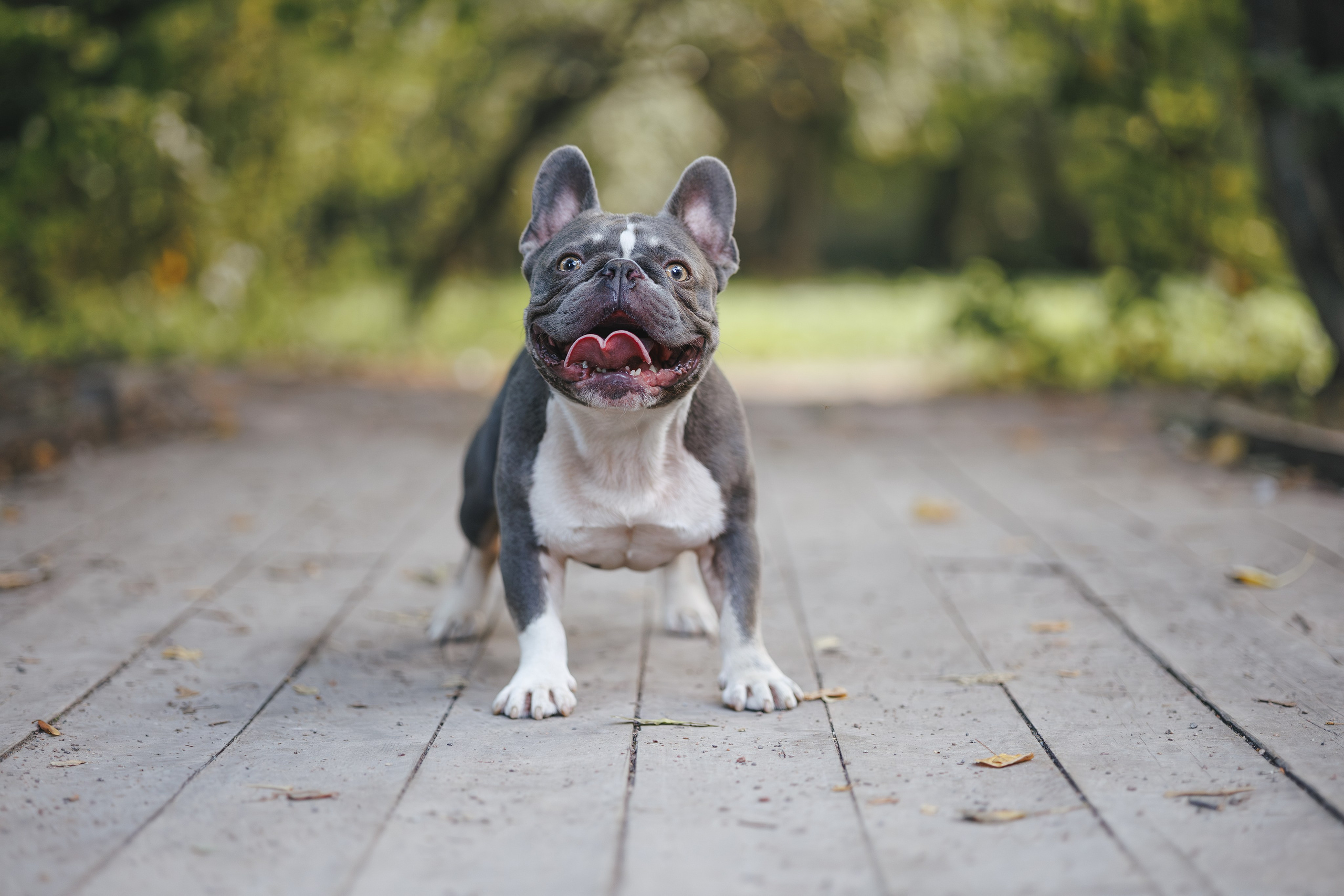 Французский Бульдог в Воронцовском парке (в обработке). Фотограф Анималист в Москве Анастасия Жучкова