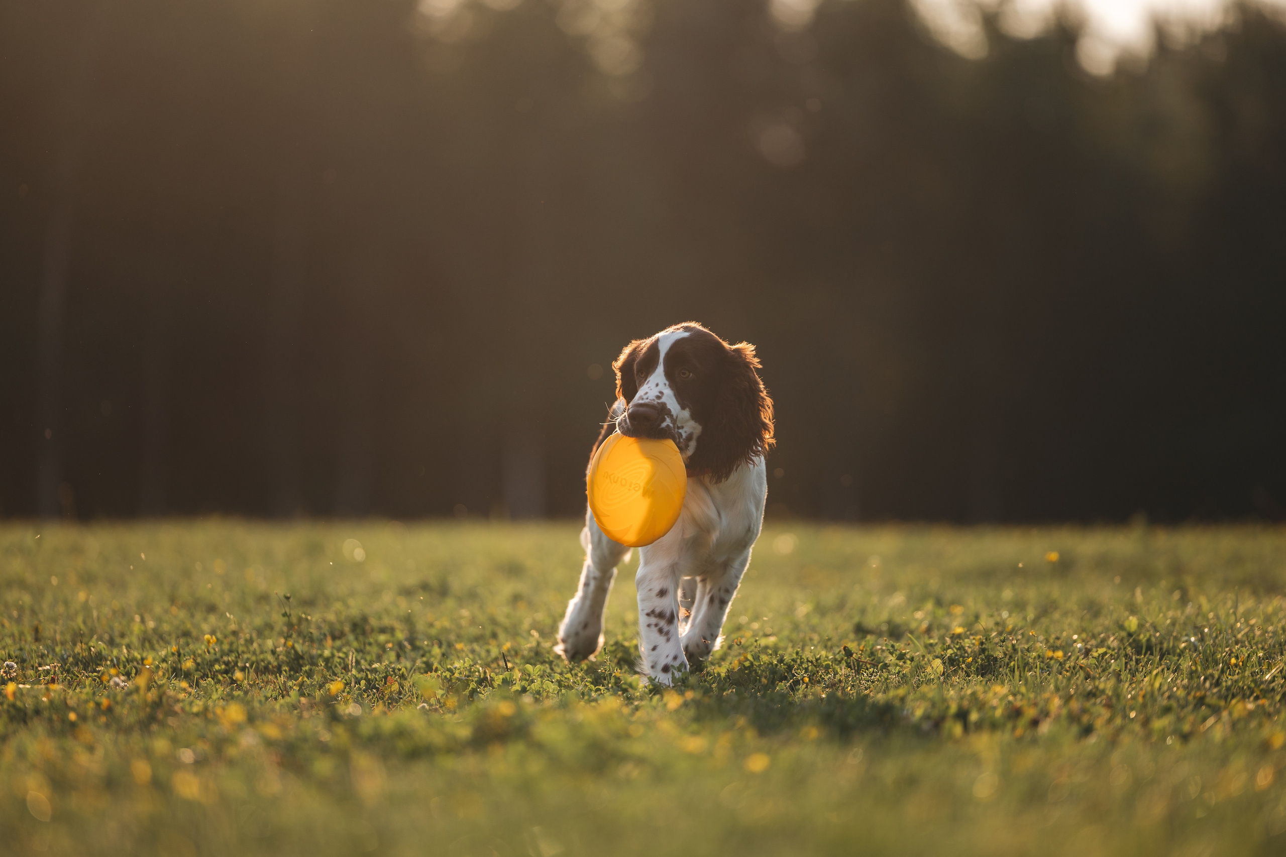 На закате. Фотограф Анималист в Москве Анастасия Жучкова