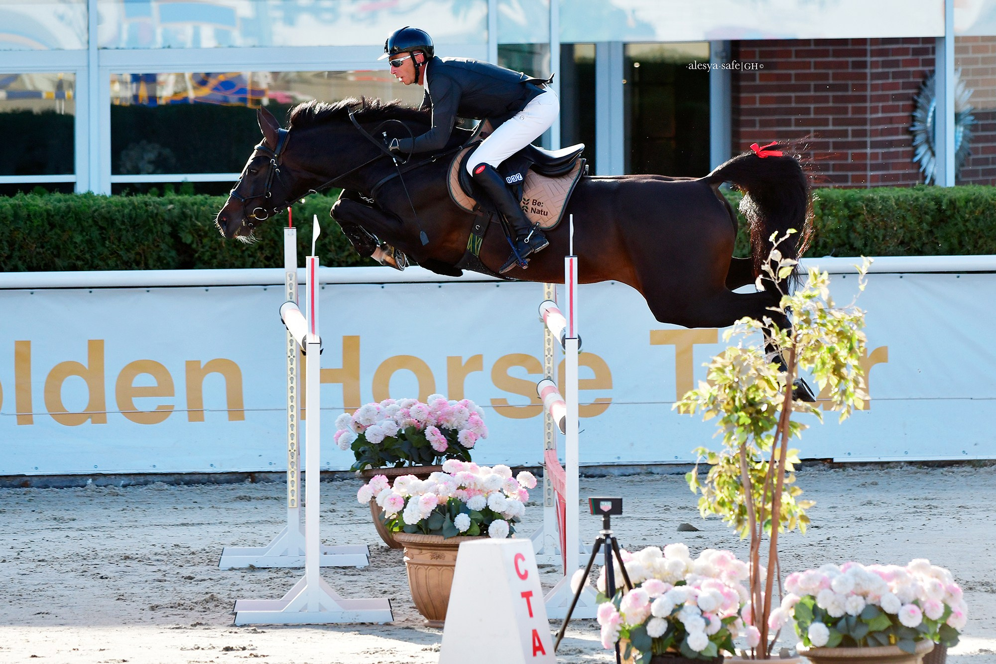 Голден. Конный фотограф Alesya Safe