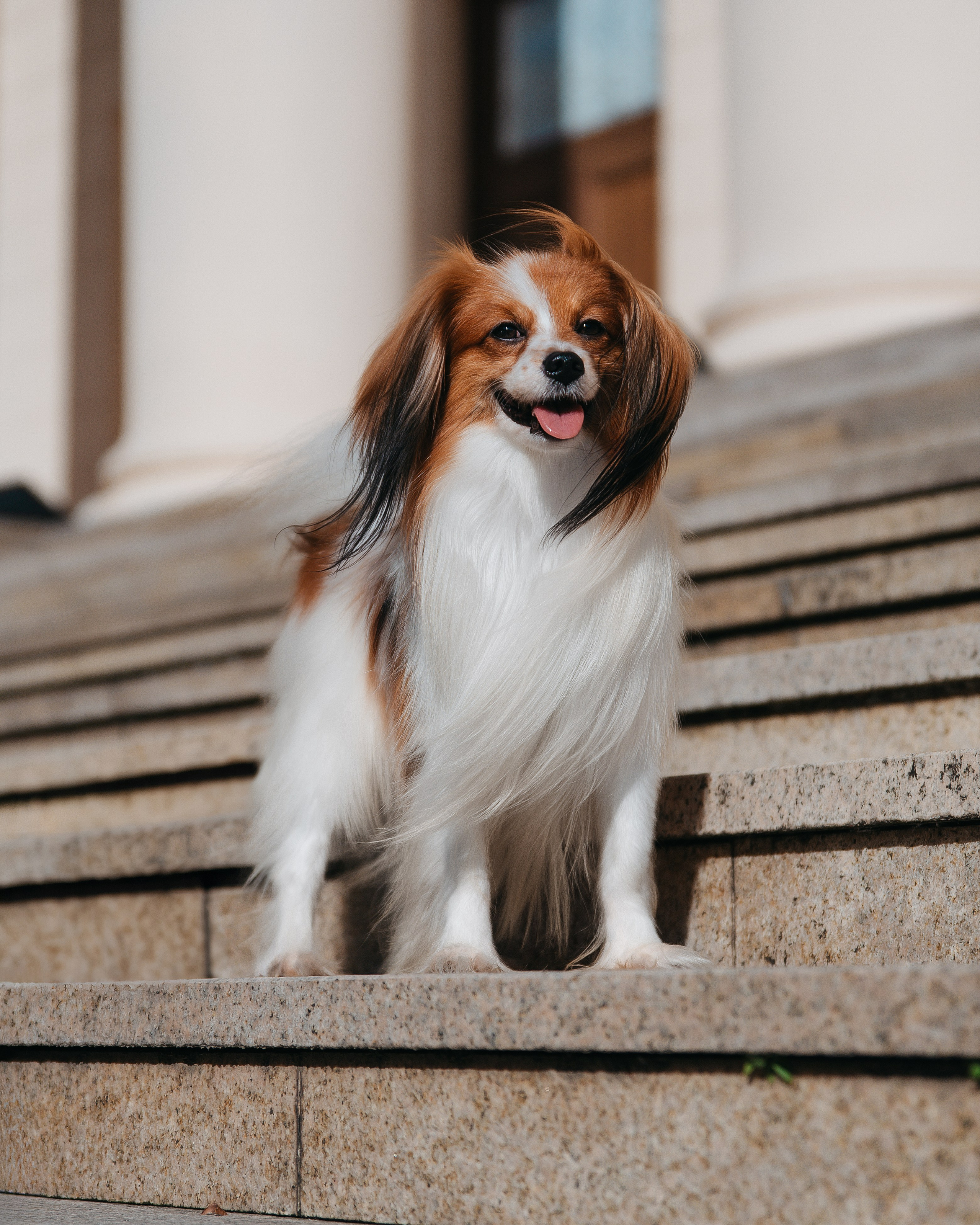 Животные. Фотограф Сочи-Краснодар