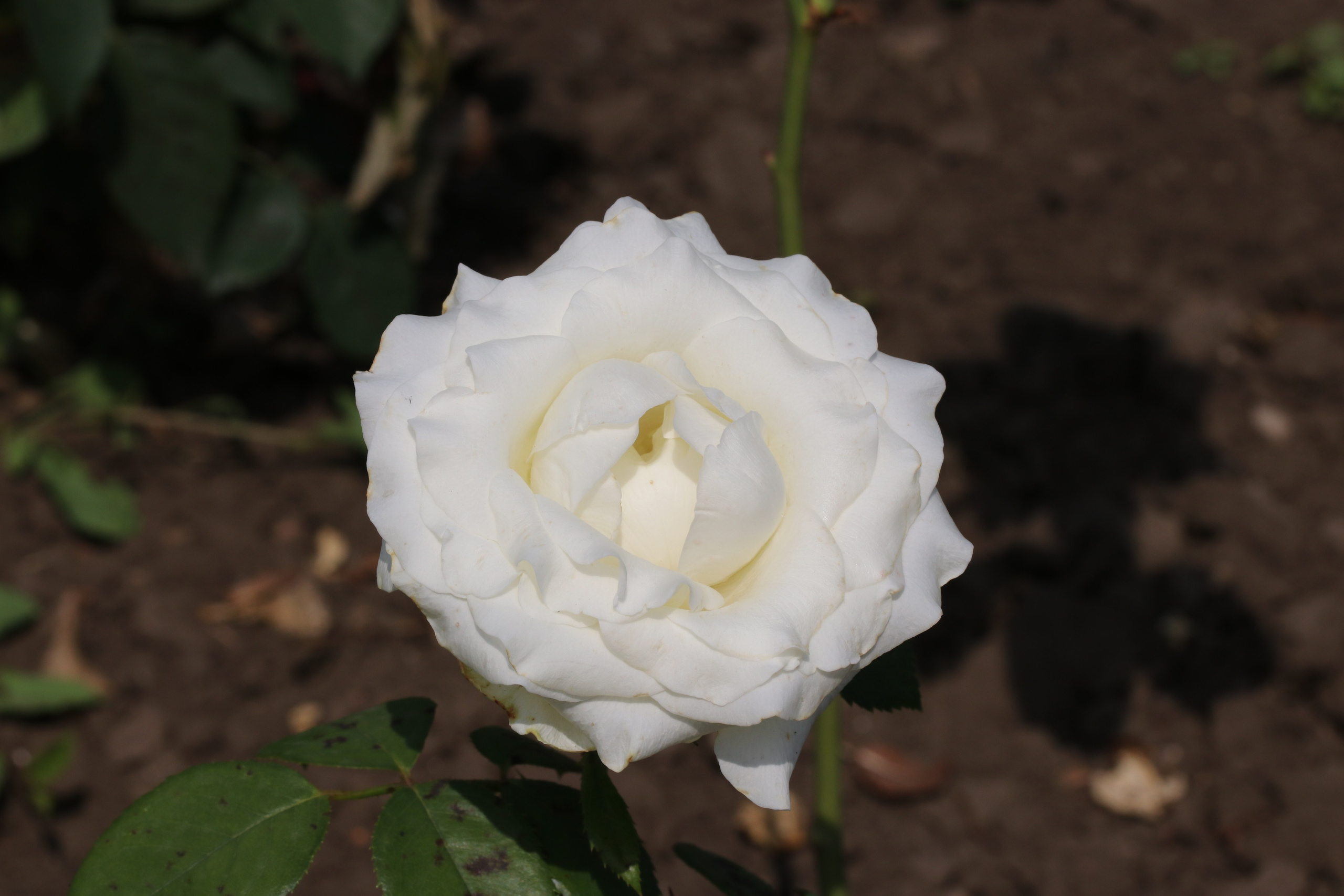 Долина роз в Кисловодске. Фото-художник и Репортажный фотограф Николаев Александр Алексеевич