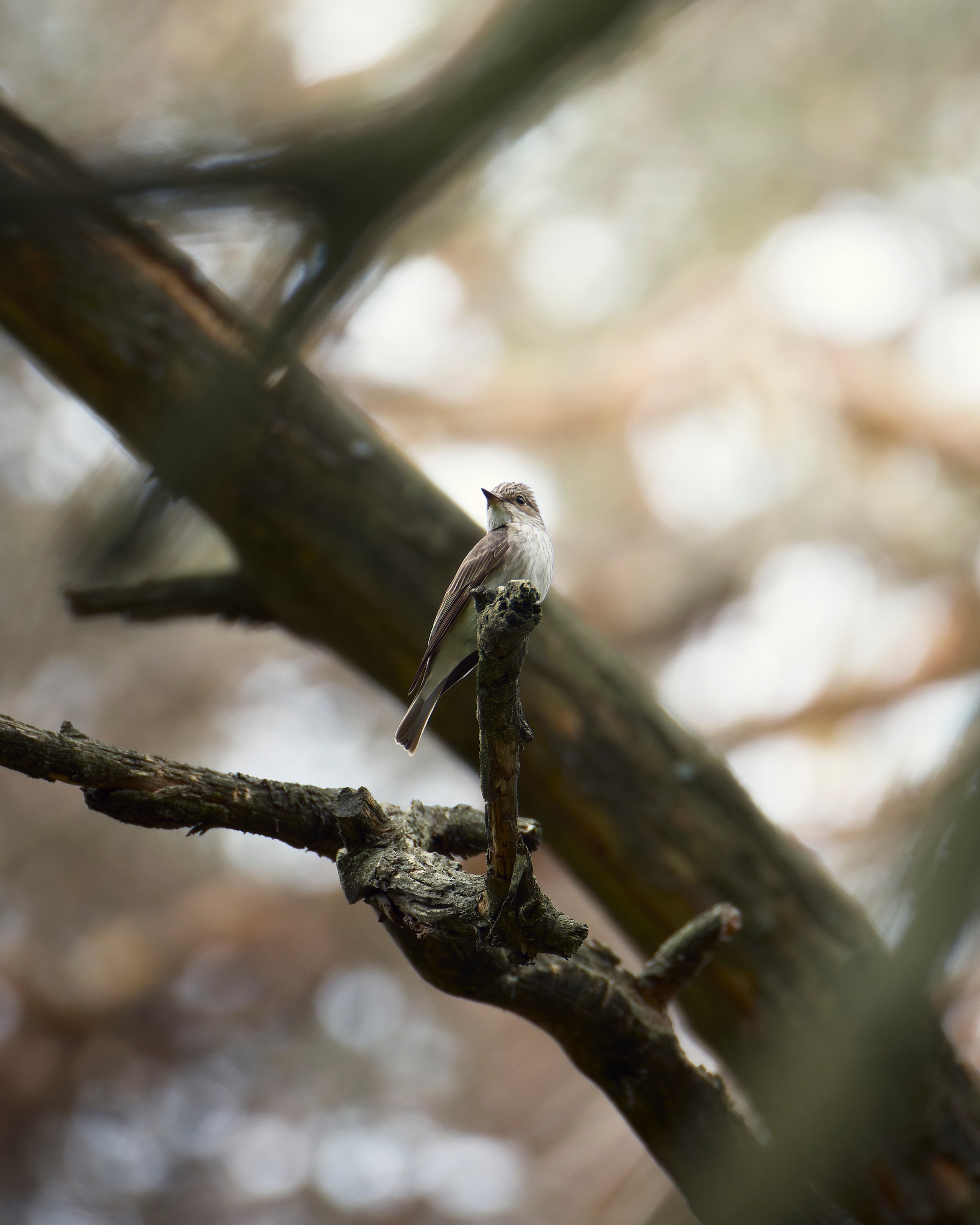 Voronezh 2026. Anton Chernov | Wildlife photographer