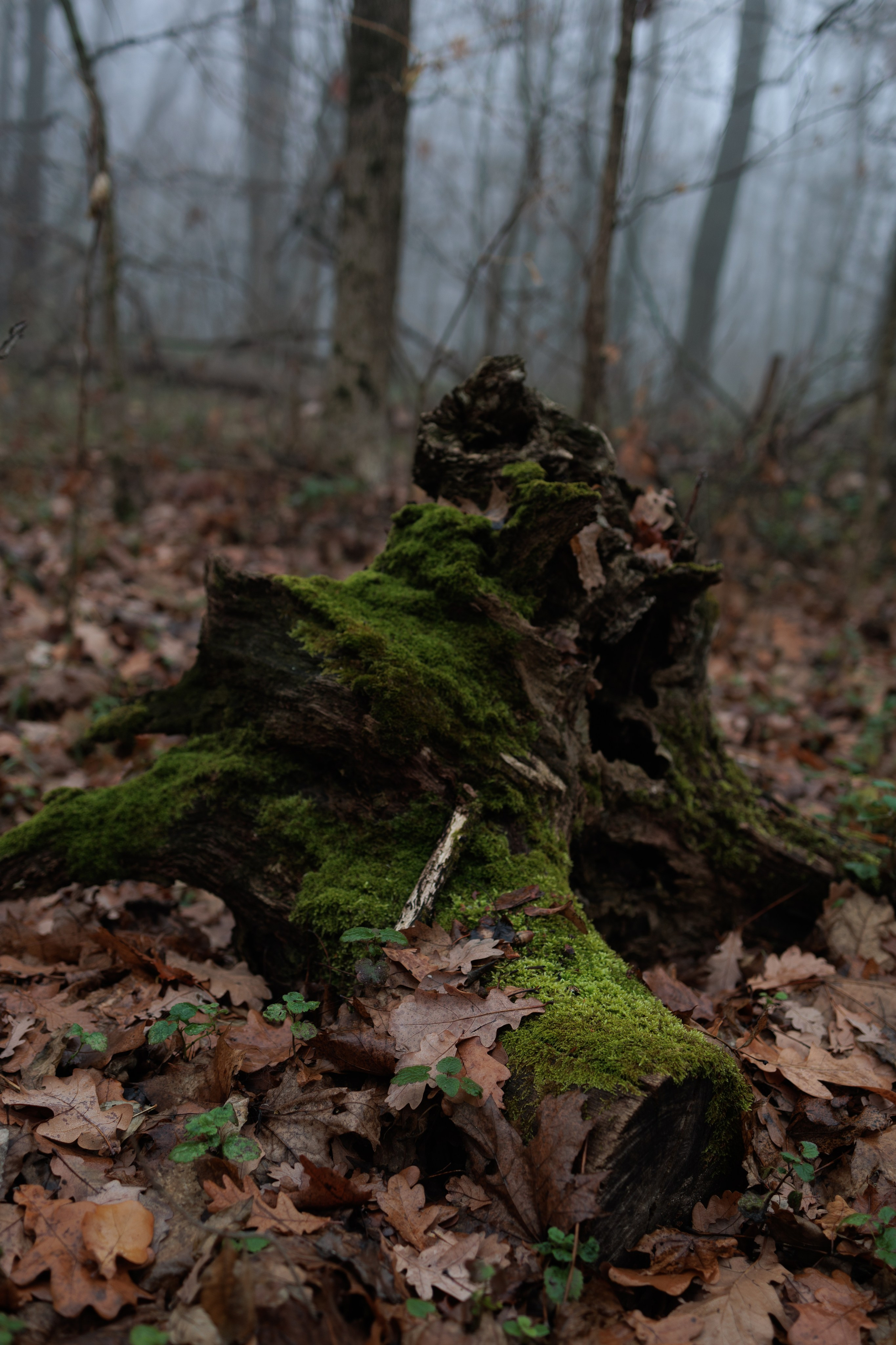 В туманном лесу. Семейный фотограф в Белгороде