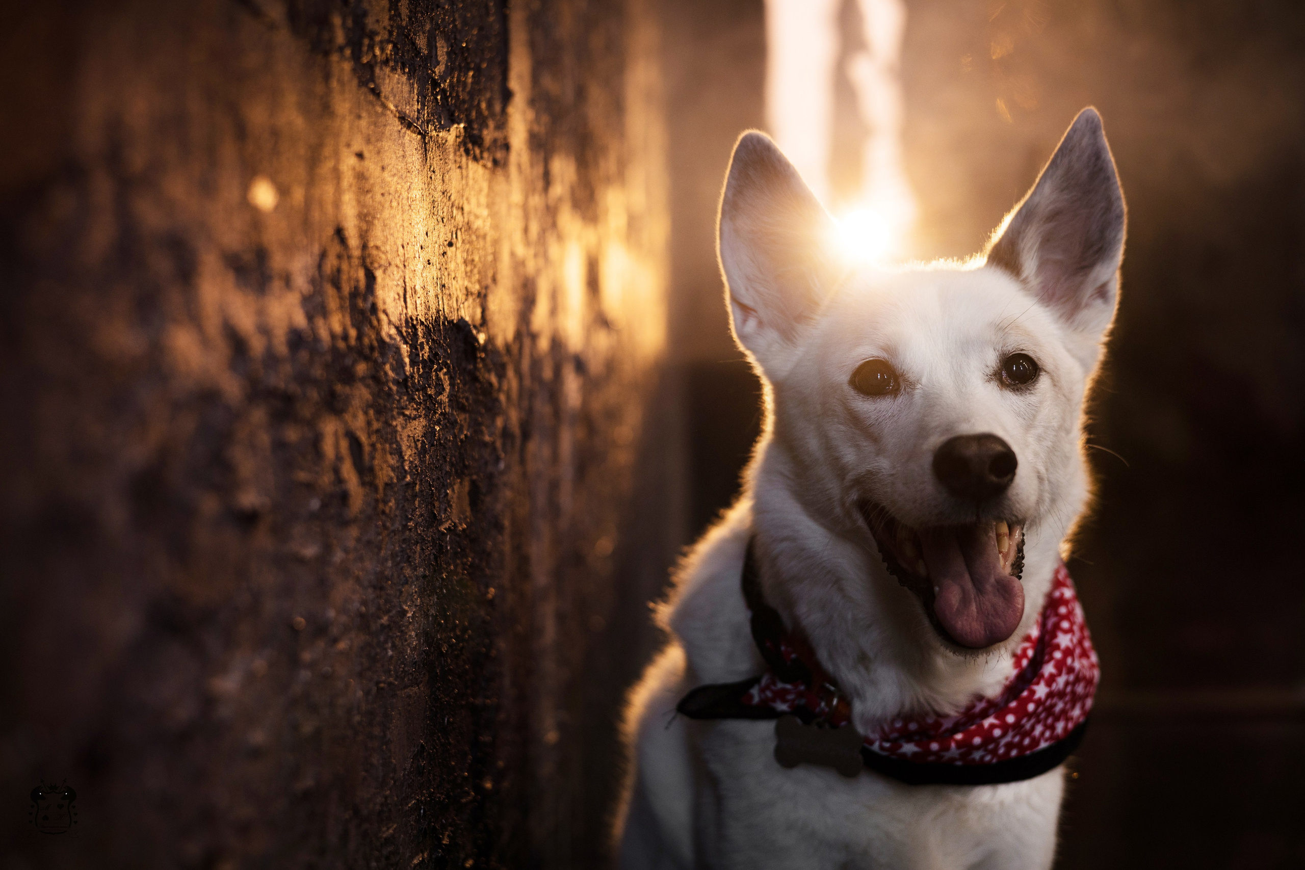 Портфолио. Фотограф-анималист в Екатеринбурге Марина Шишкина