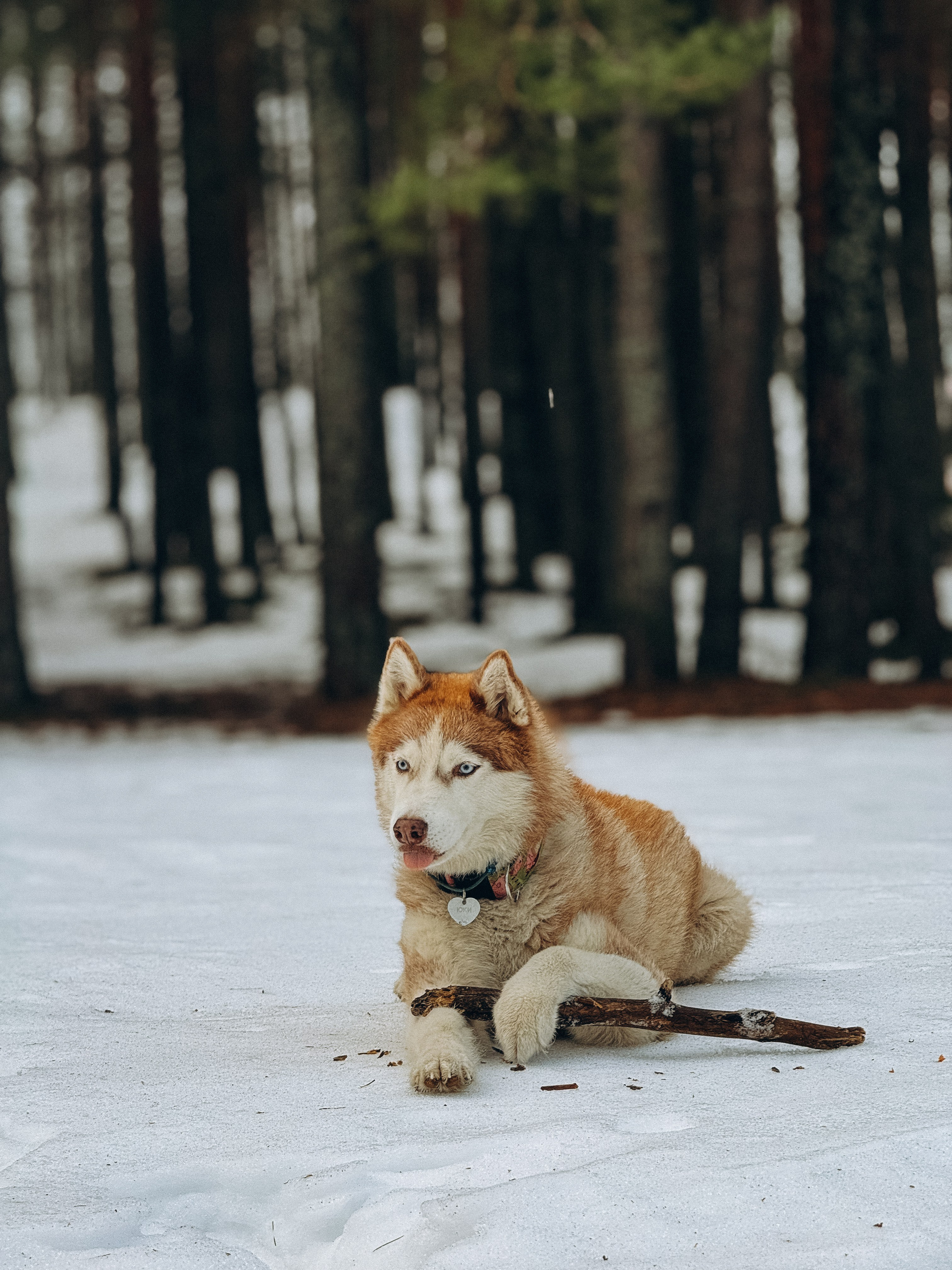 Ваши фотографии. Фотограф анималист Осипчикова Мария