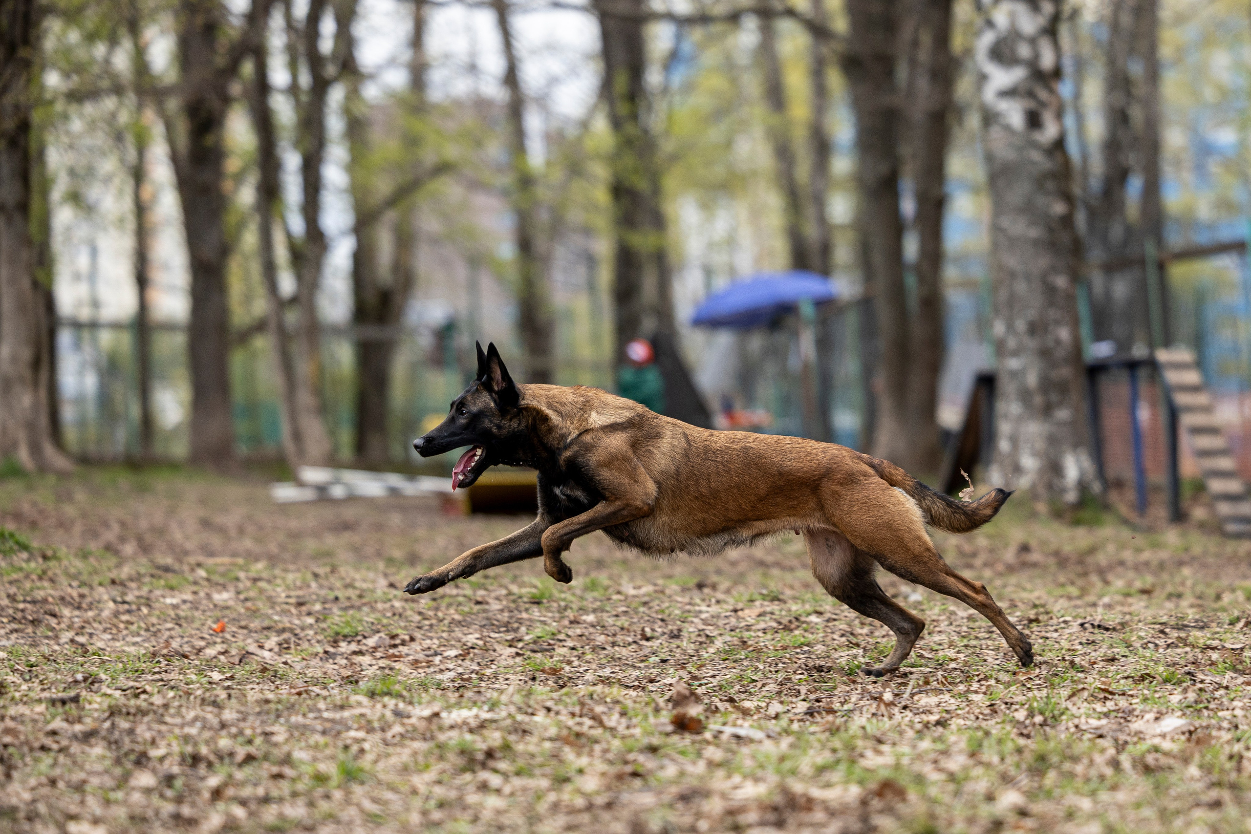Квалификационные состязания по мондьорингу г. Вологда 11.05.24. Фотограф-анималист Анна Маринич