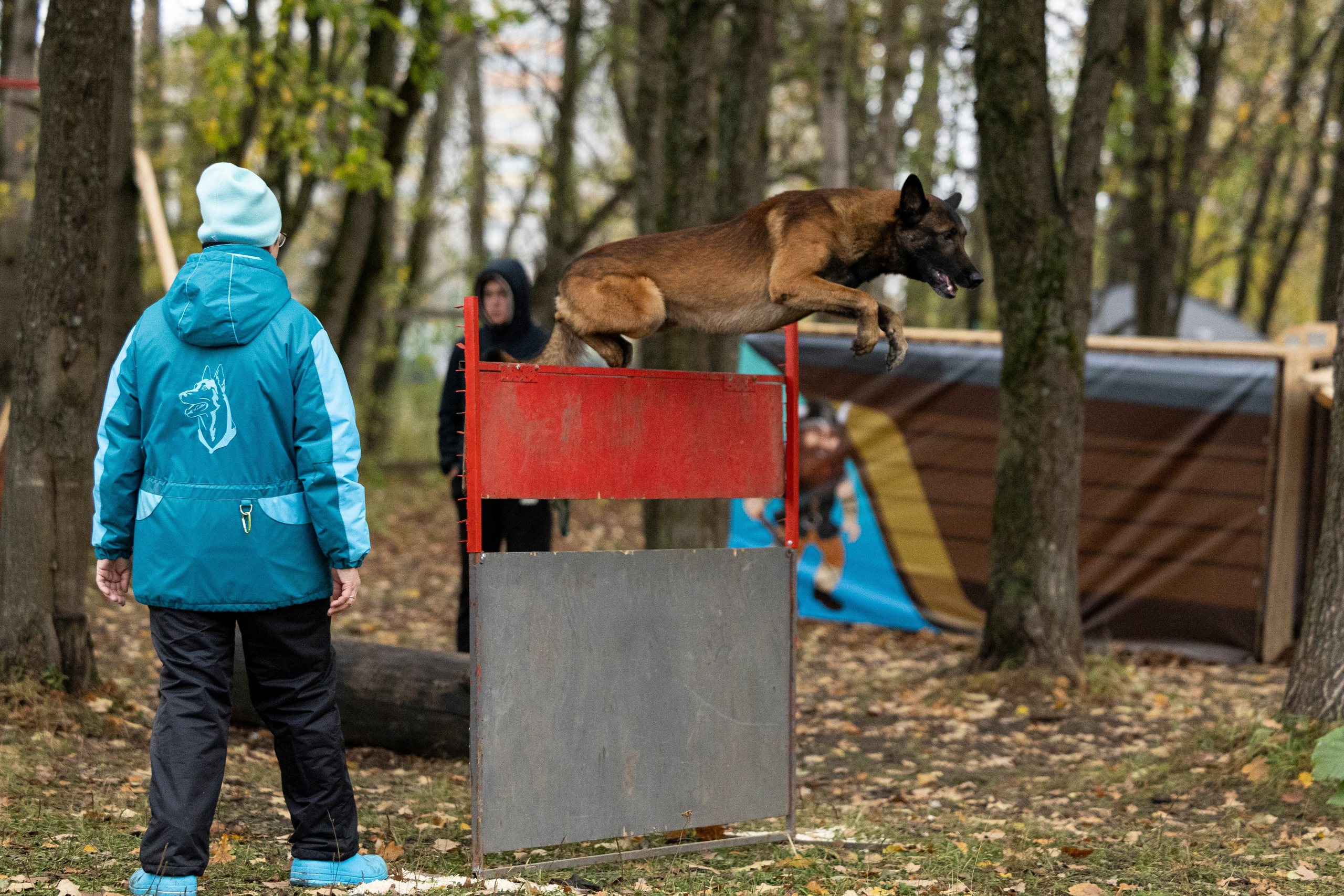 Соревнования по Мондьорингу г. Вологда. Фотограф-анималист Анна Маринич