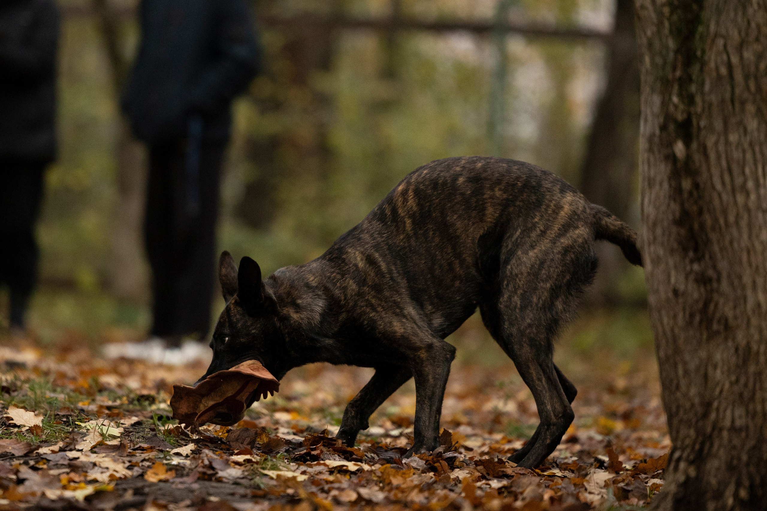 Соревнования по Мондьорингу г. Вологда. Фотограф-анималист Анна Маринич