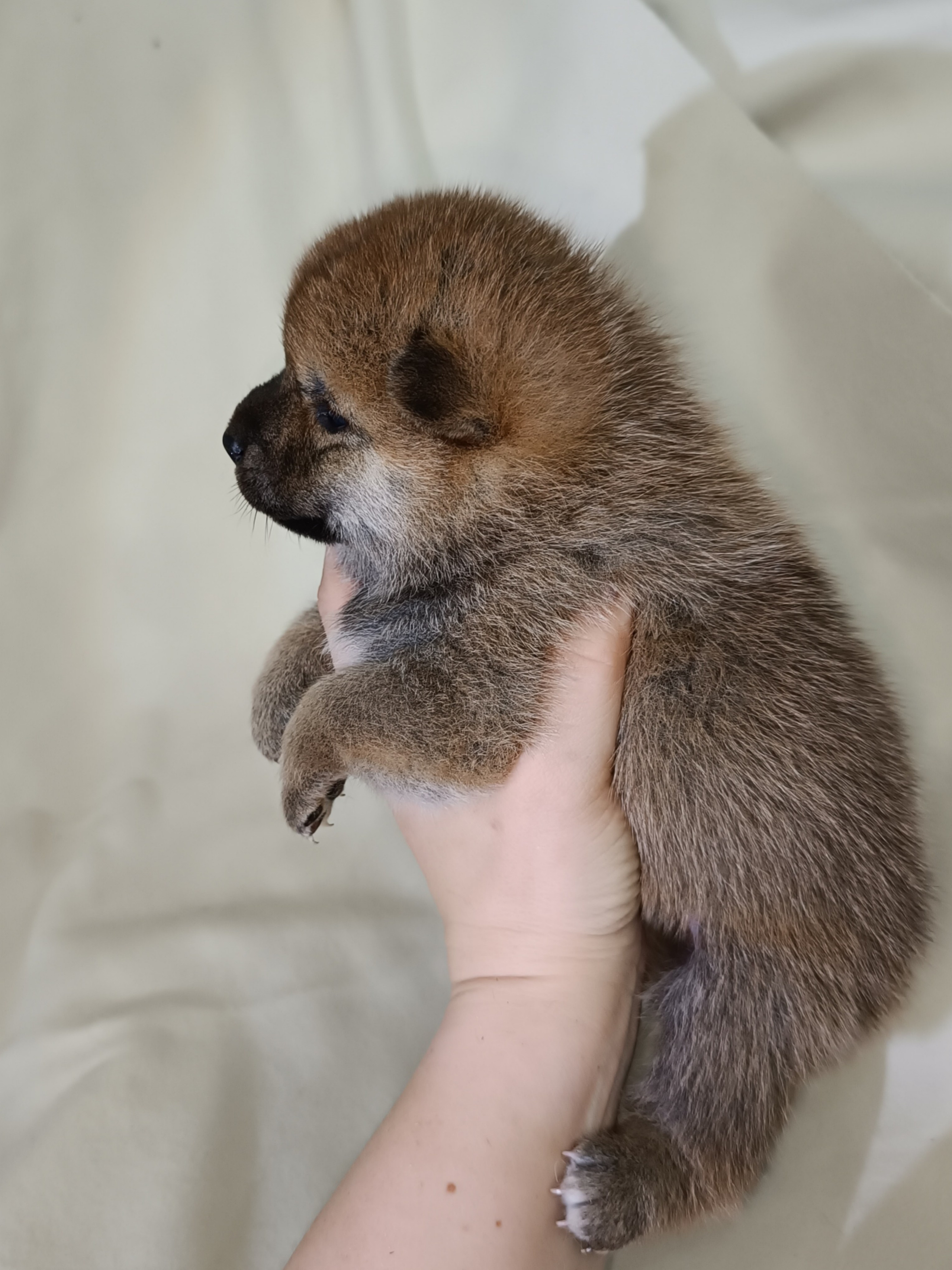 сиба питомник Рубилайт щенки на продажу rubylight  сиба щенки купить СПб Санкт-Петербург 