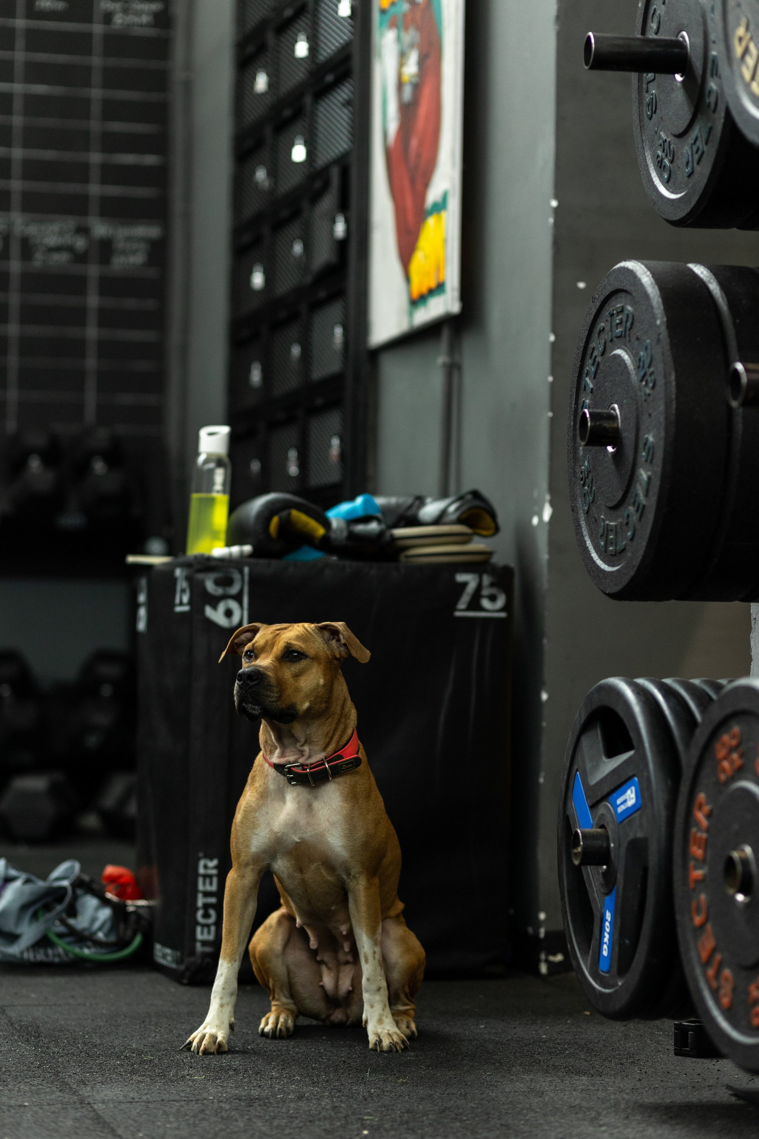 «Bupas gym» Москва 2024. Тренировка в боксерском клубе. Фотограф Алина Ионычева в Новосибирске