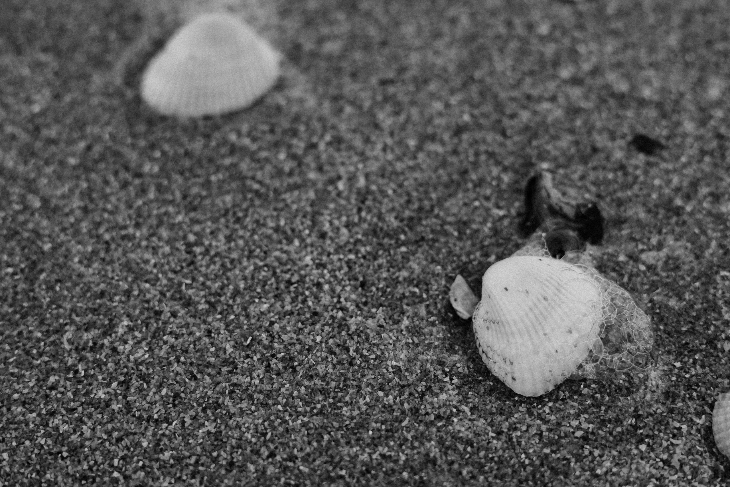 АА. Семейный и свадебный фотограф в Краснодаре Елизавета Замаева