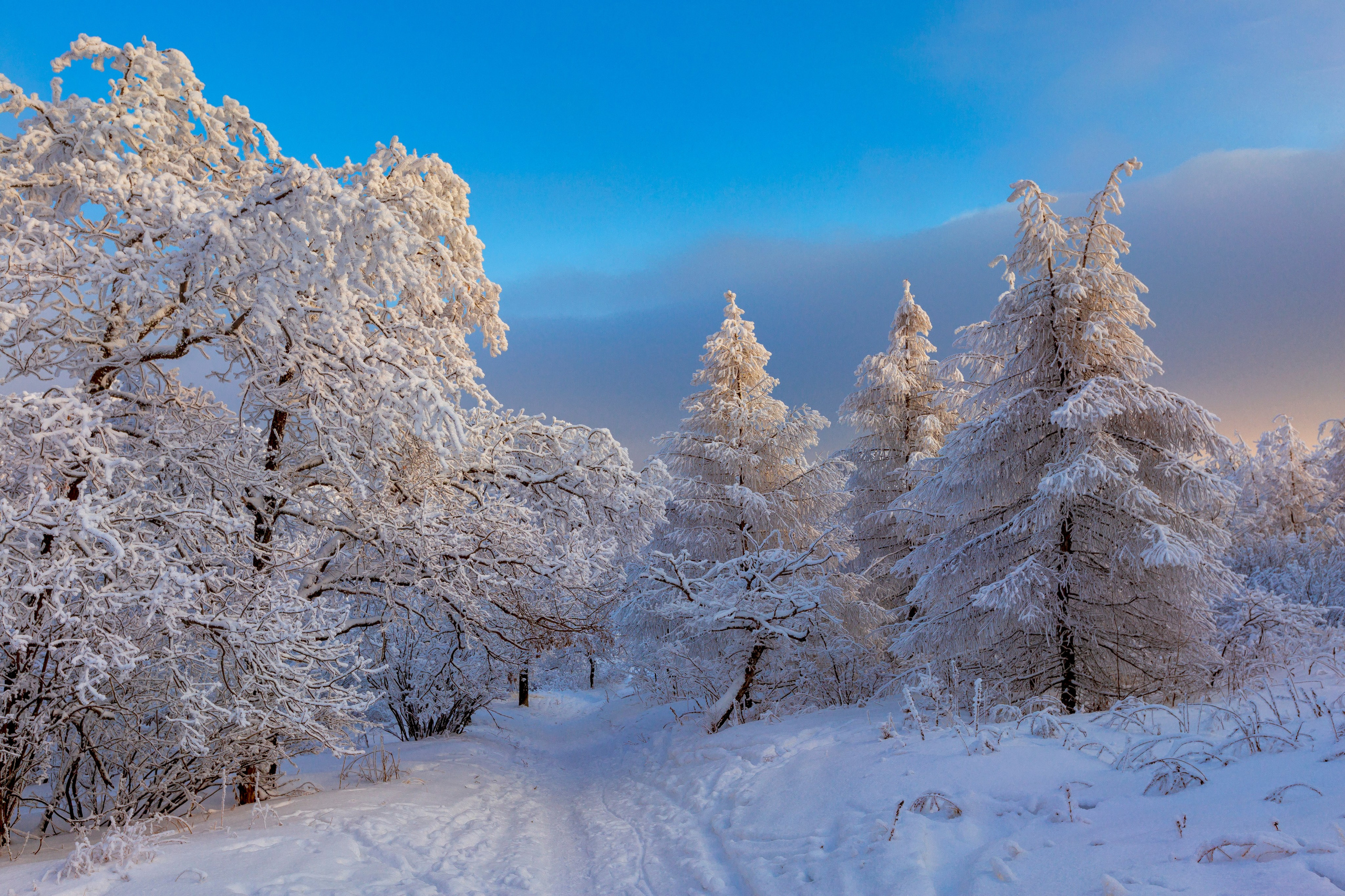 зимний пейзаж , зимний лес, фото деревья в снегу