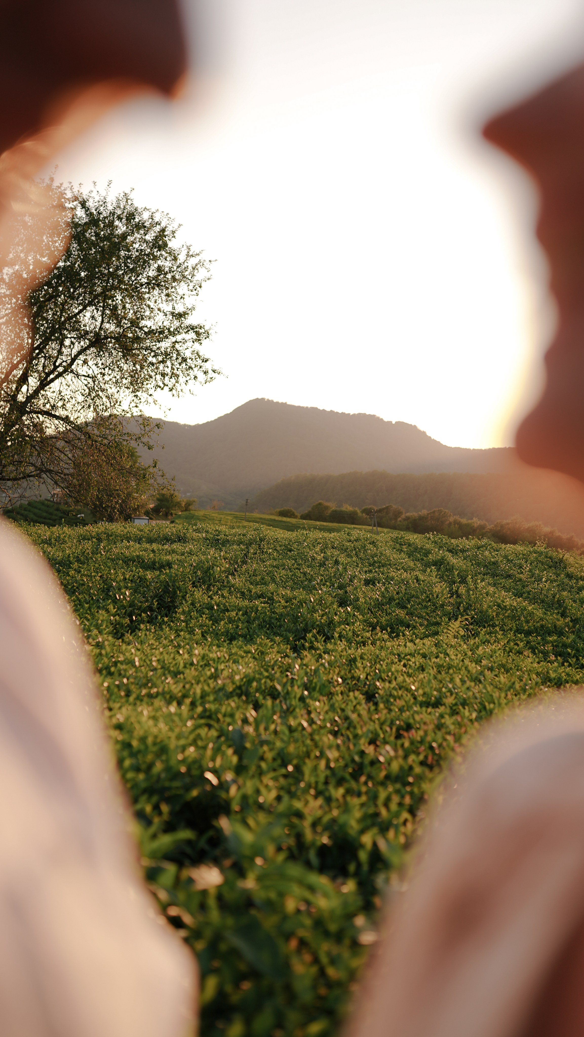 Чайные плантации. Милана Довгаль - семейный фотограф и видеограф  в Адлере и Сочи