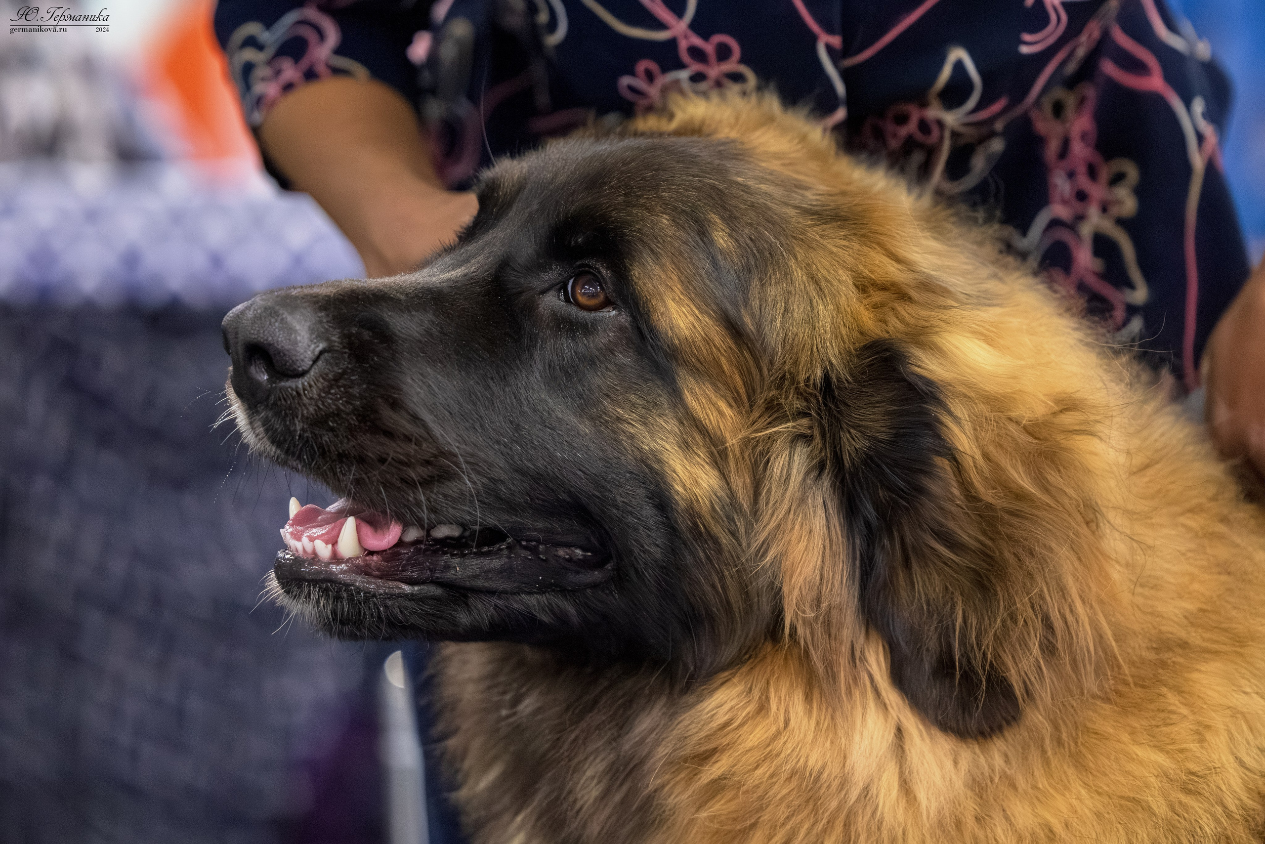 Сфера 17.03.2024. Фотограф-анималист Юлия Германика