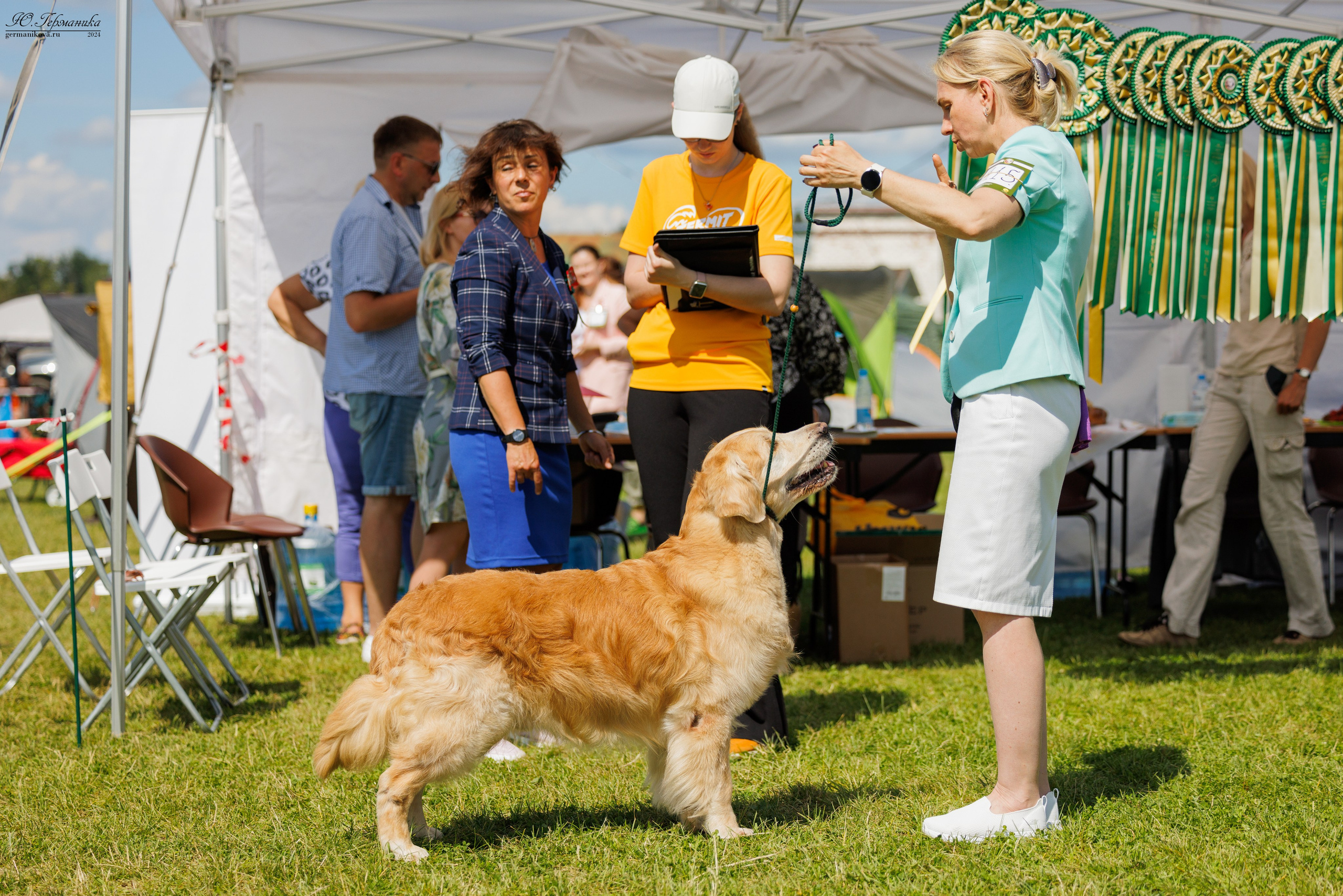 Голдены 15-16.06.2024. Фотограф-анималист Юлия Германика