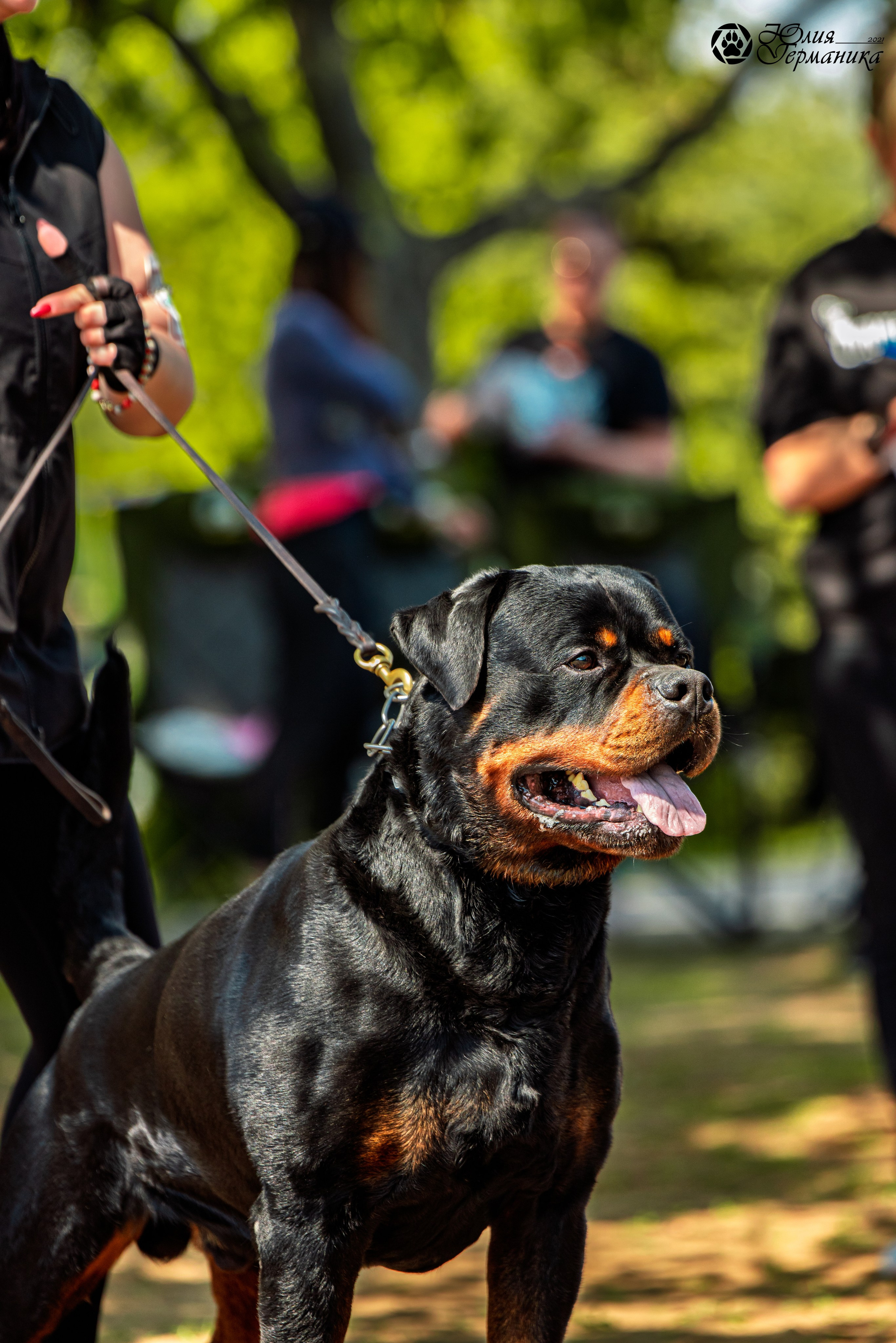Саратов моно ротвейлеров 26-27.04.2025. Фотограф-анималист Юлия Германика