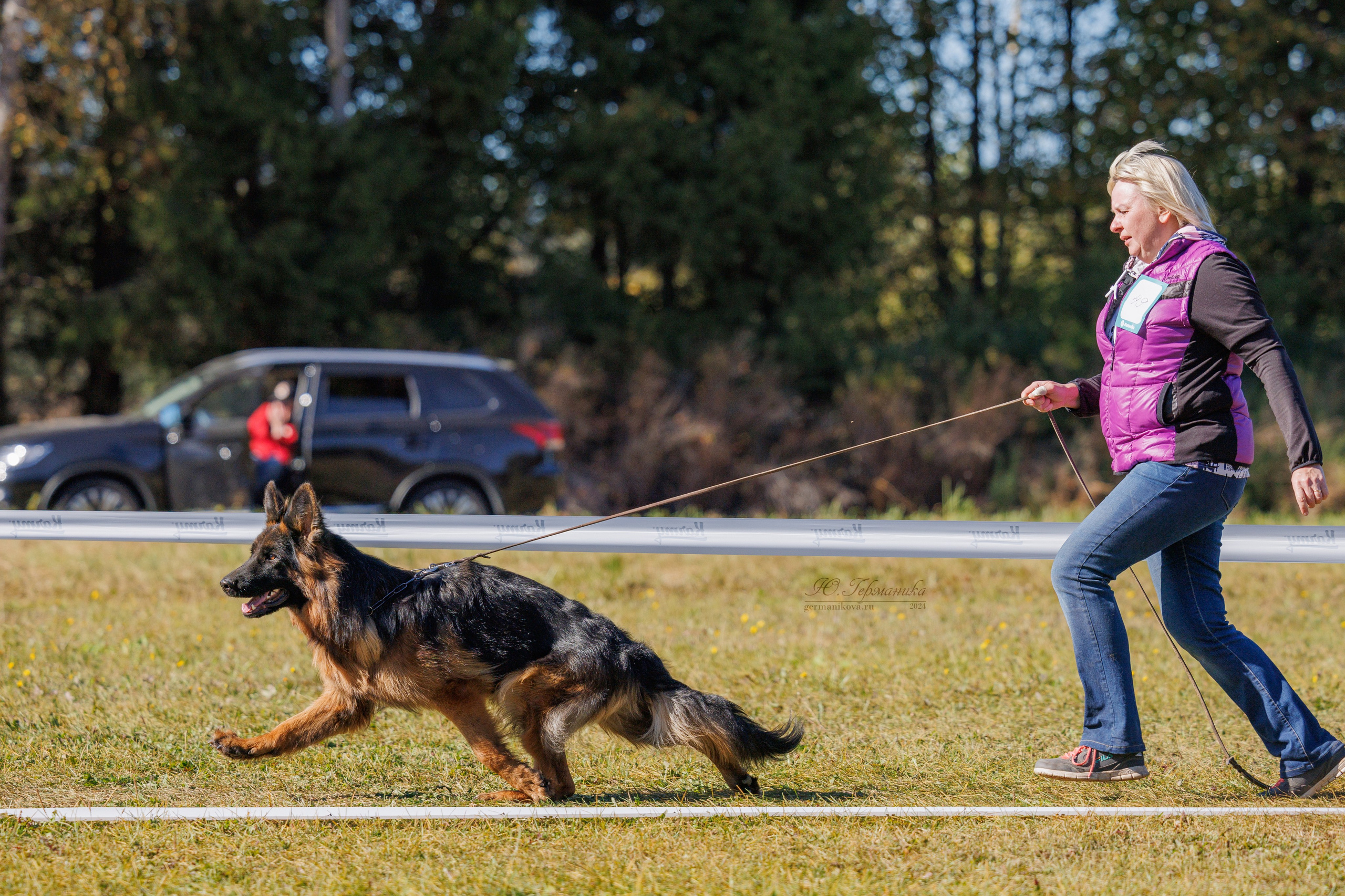 Тверь немецкие овчарки 22.09.2024. Фотограф-анималист Юлия Германика