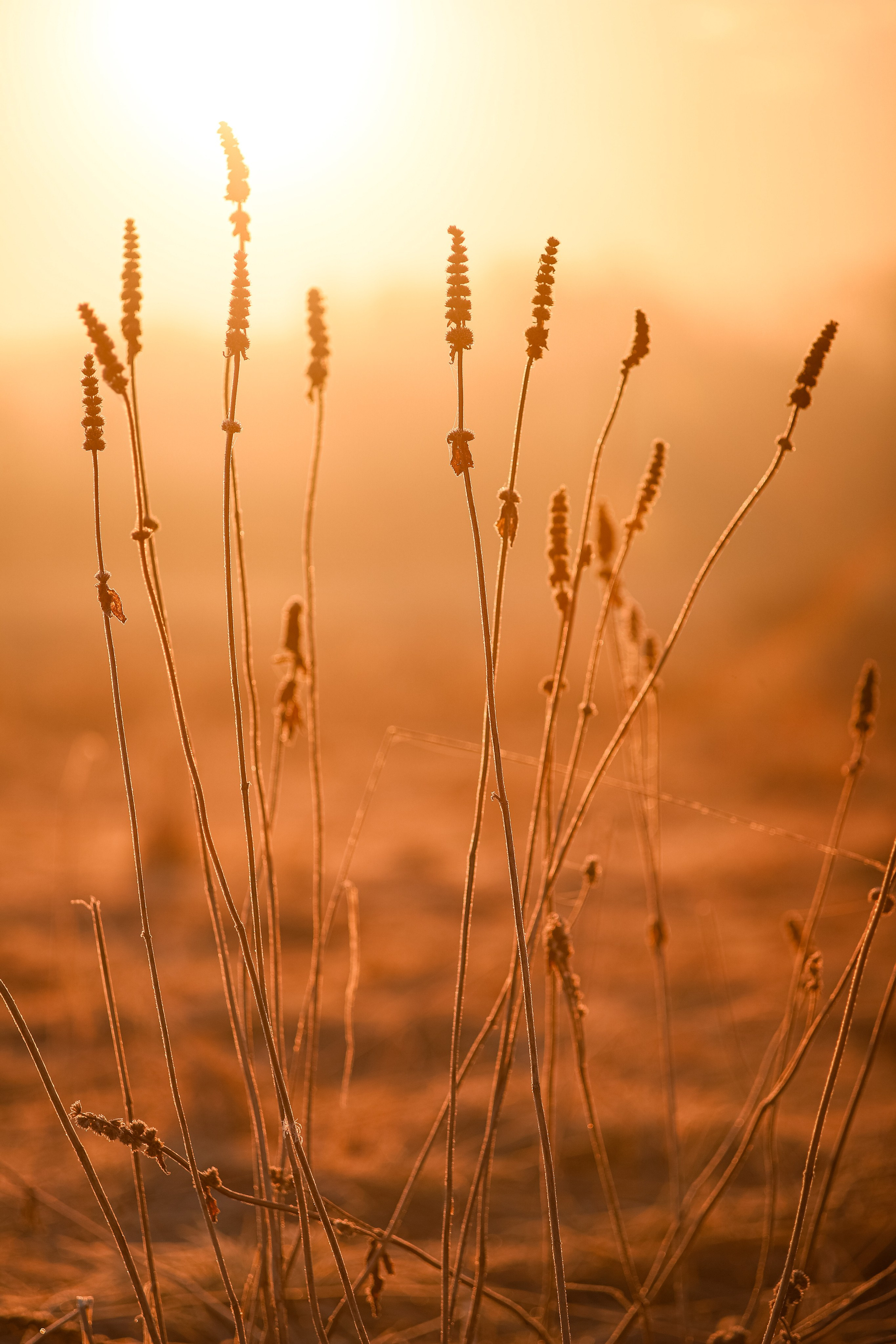 Цветы. Фотограф Ольга Мурзина