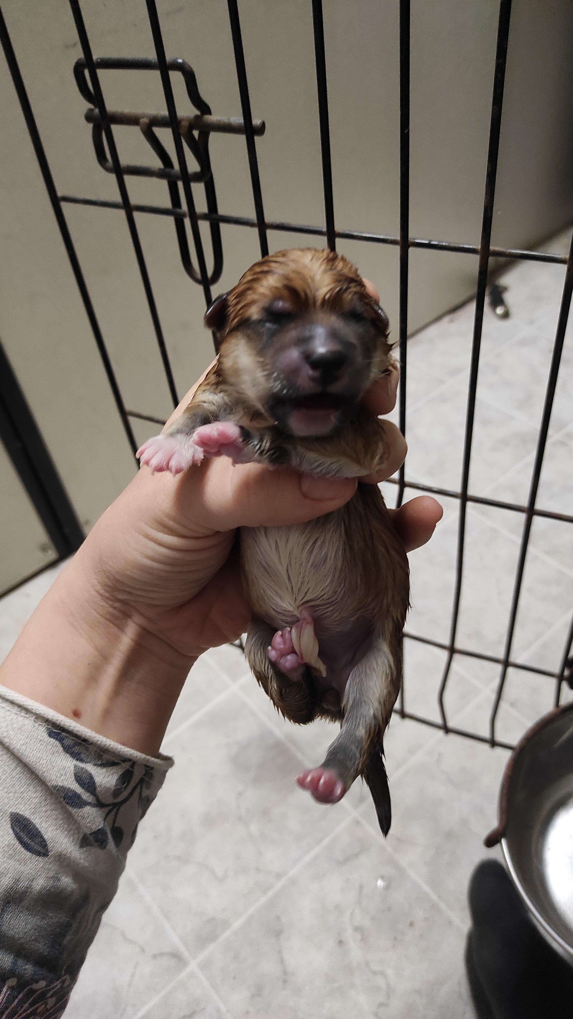 сиба питомник Рубилайт щенки на продажу rubylight  сиба щенки купить СПб Санкт-Петербург 