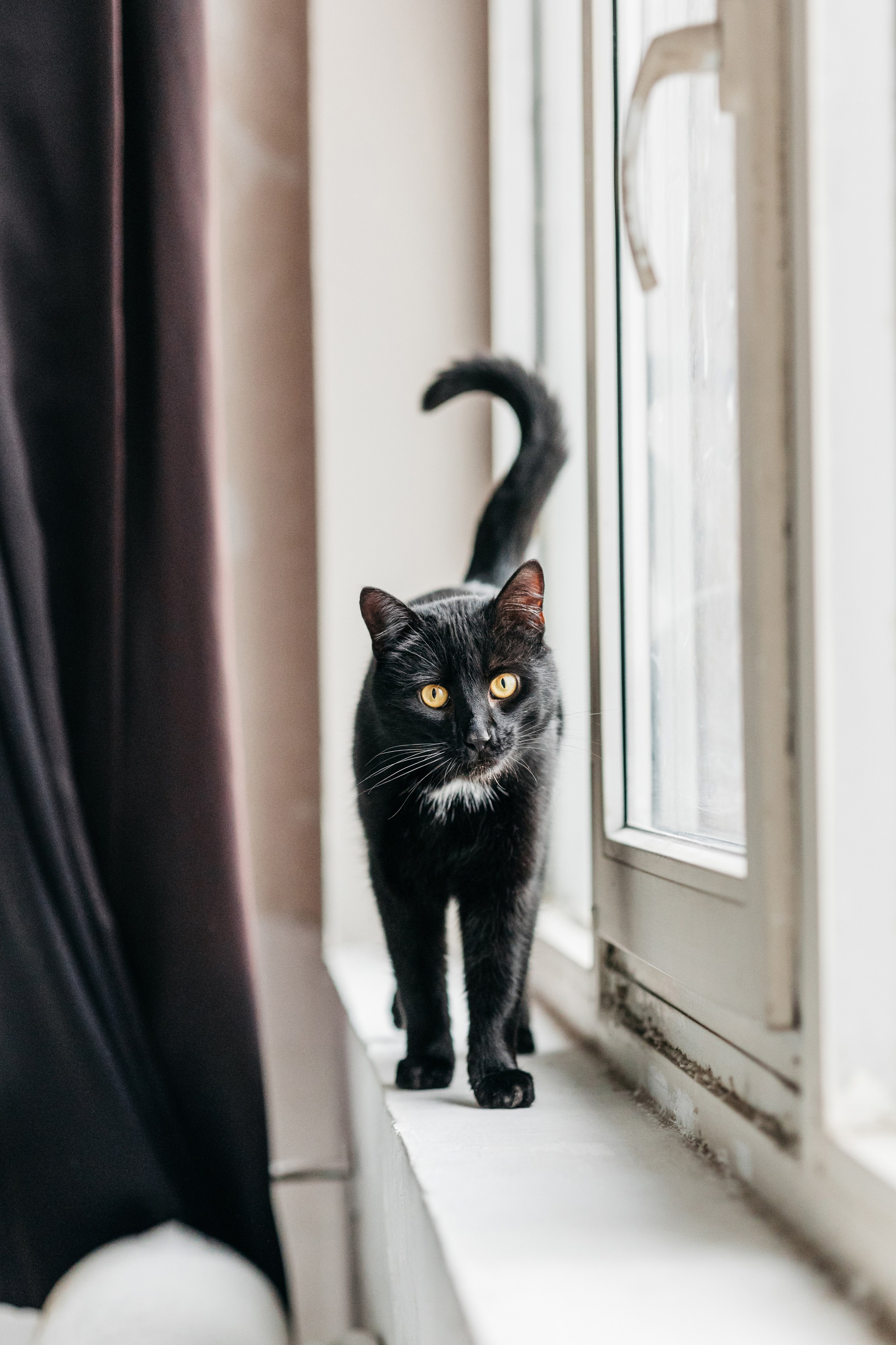 Кузя. Фотограф-анималист Елена Радченко, Москва