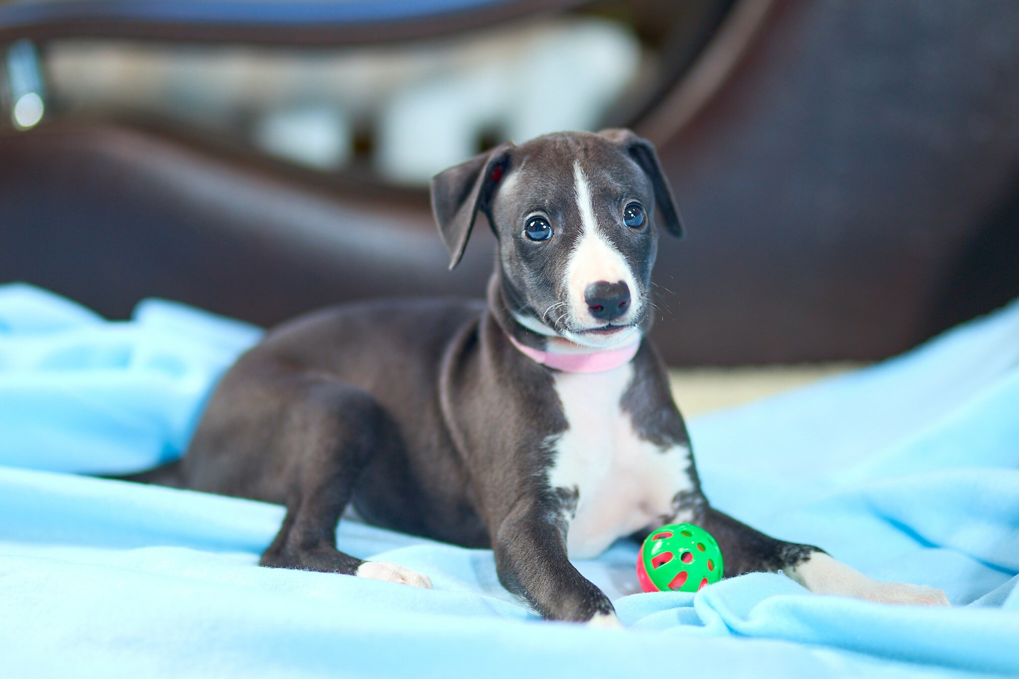Фотосъёмка собак. Свадебный, школьный (детсадовский) и семейный фотограф в Коврове и Владимирской области