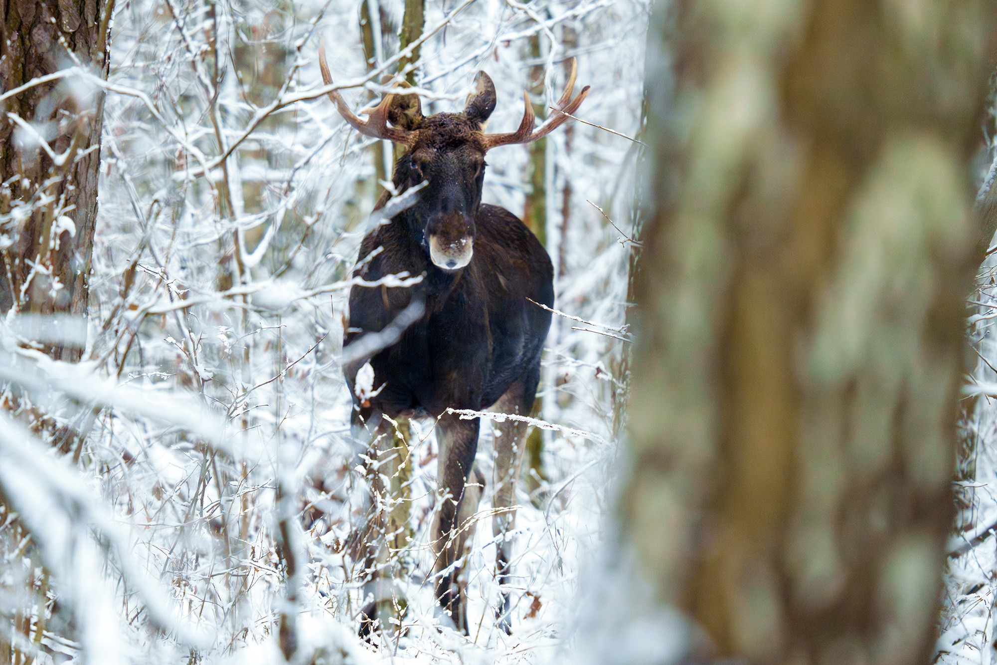Животные. Ваш личный фотограф Марина Волкова
