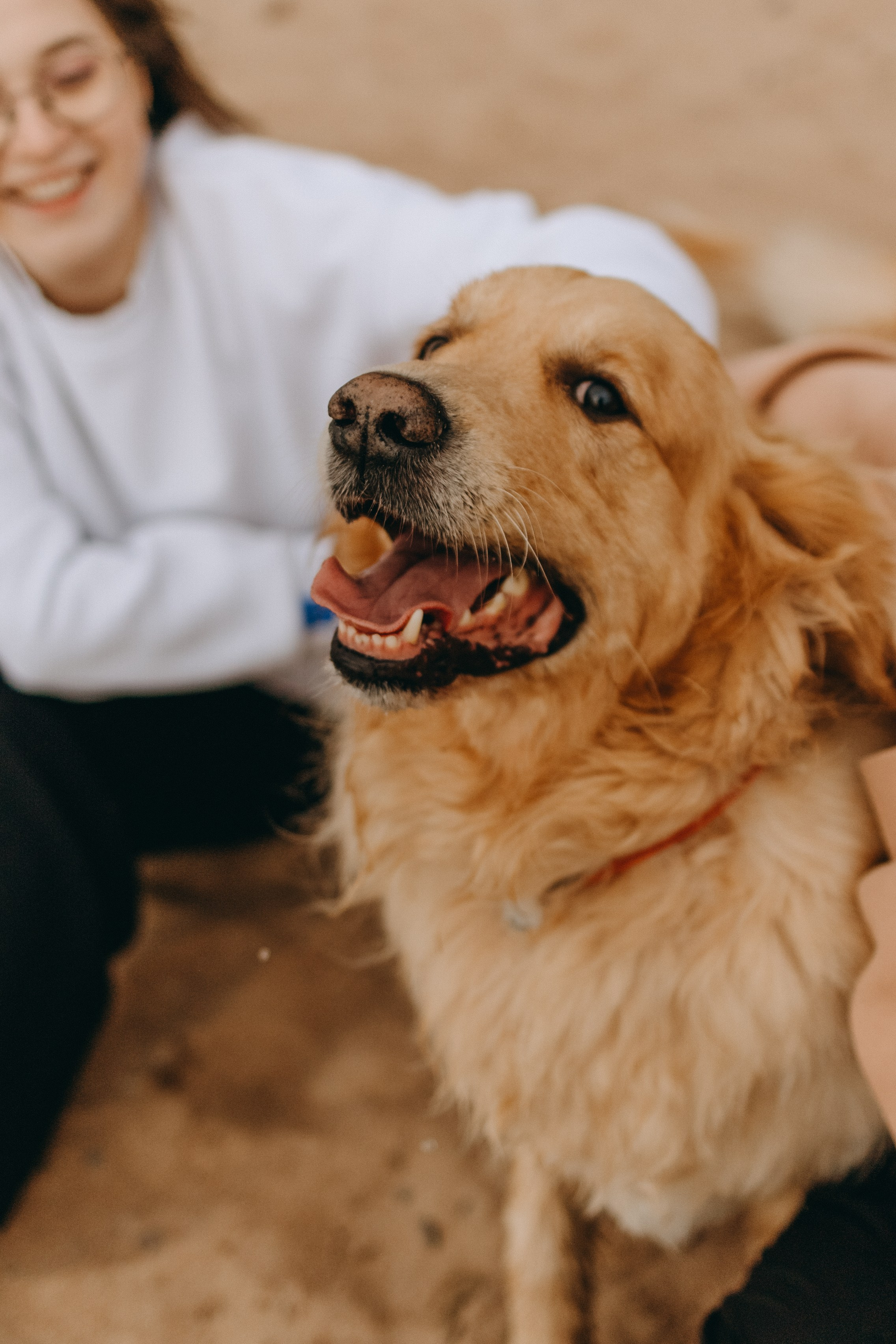 Фоси и его семьи. Фотограф — Анималист | Санкт-Петербург