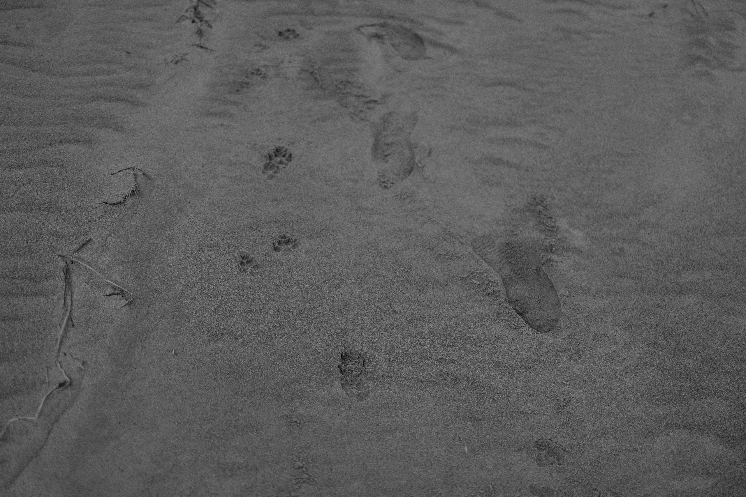 Алиса и Лео. Фотограф — Анималист | Санкт-Петербург