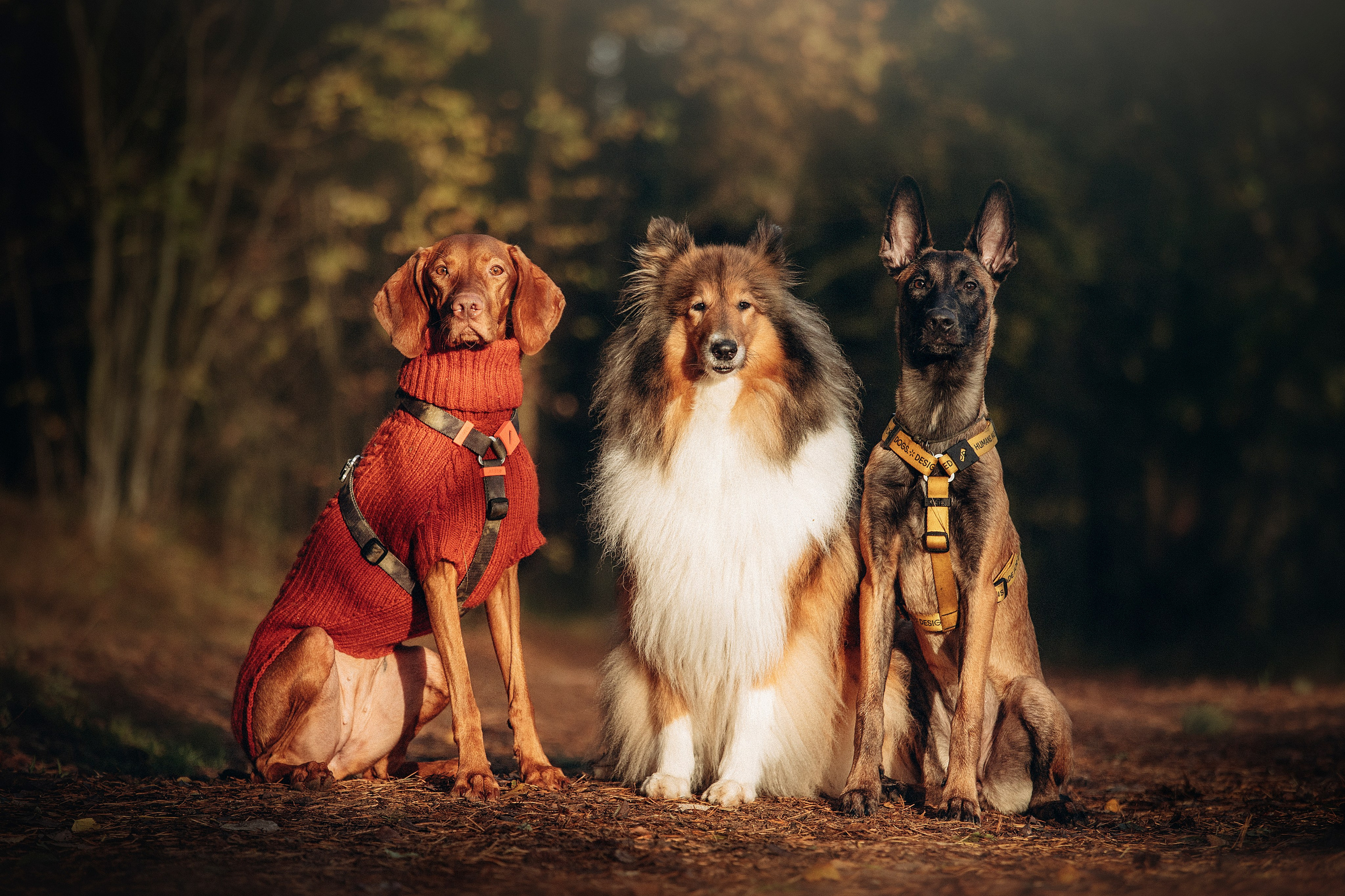 Трисс, Эста, Яся и их семья. Фотограф — Анималист | Санкт-Петербург